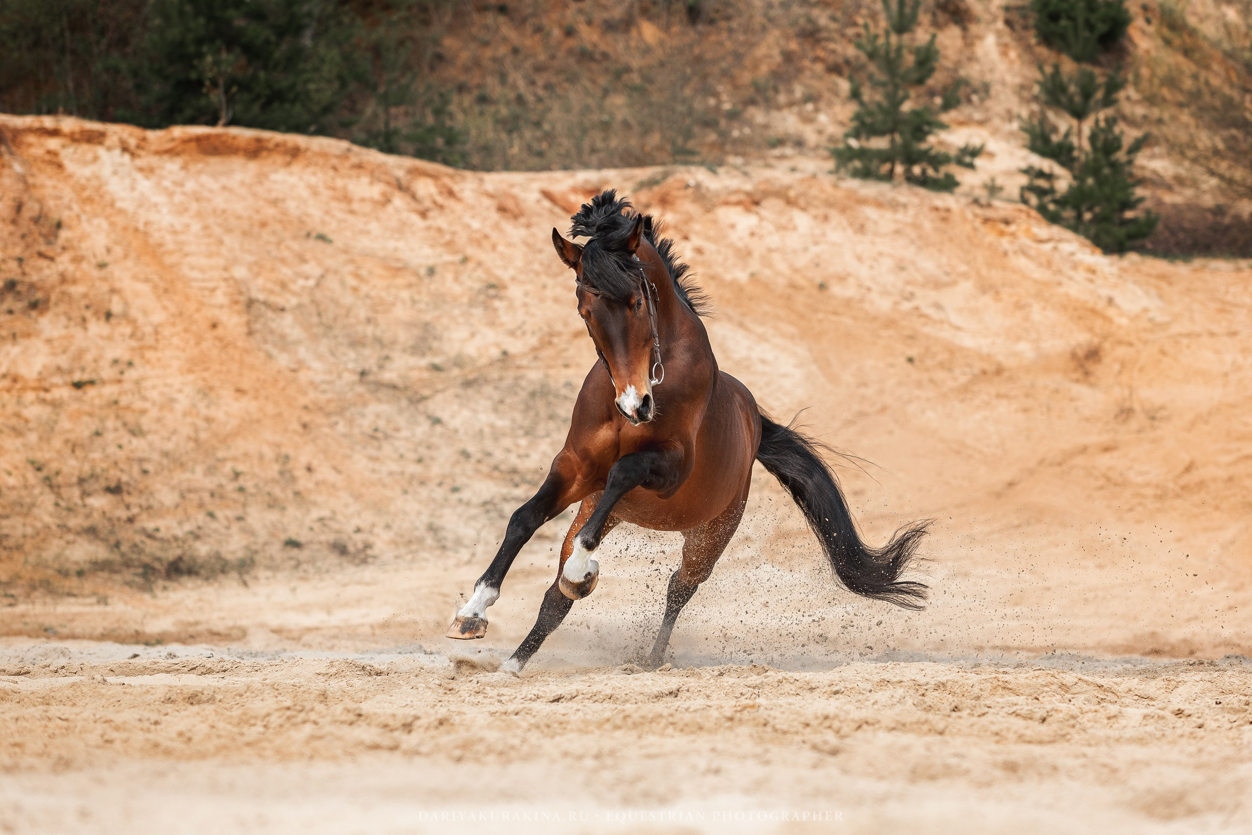 Веня, HORSIO. Конный фотограф Куракина Дарья • Фотосессии с лошадьми