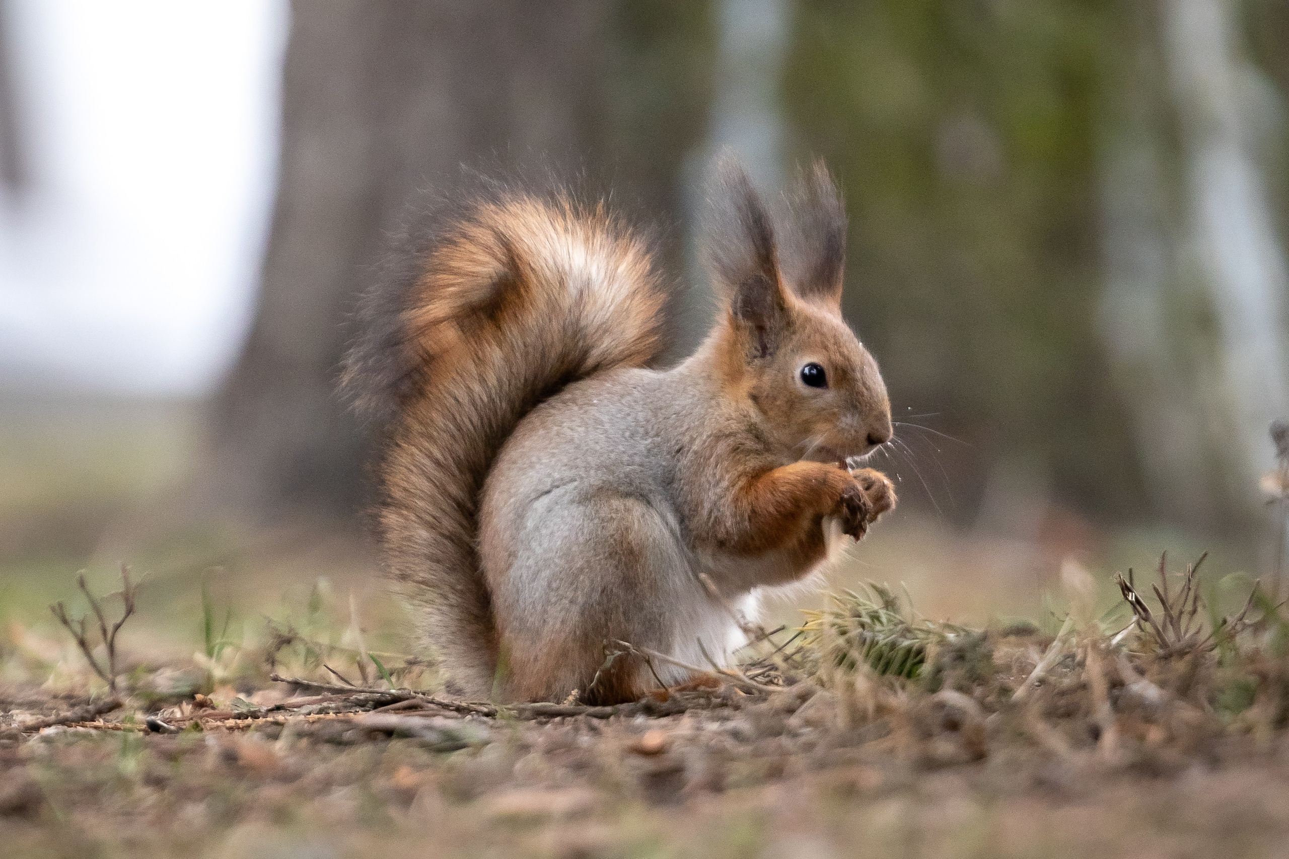 Животные. Фотограф Владимир Охрименко
