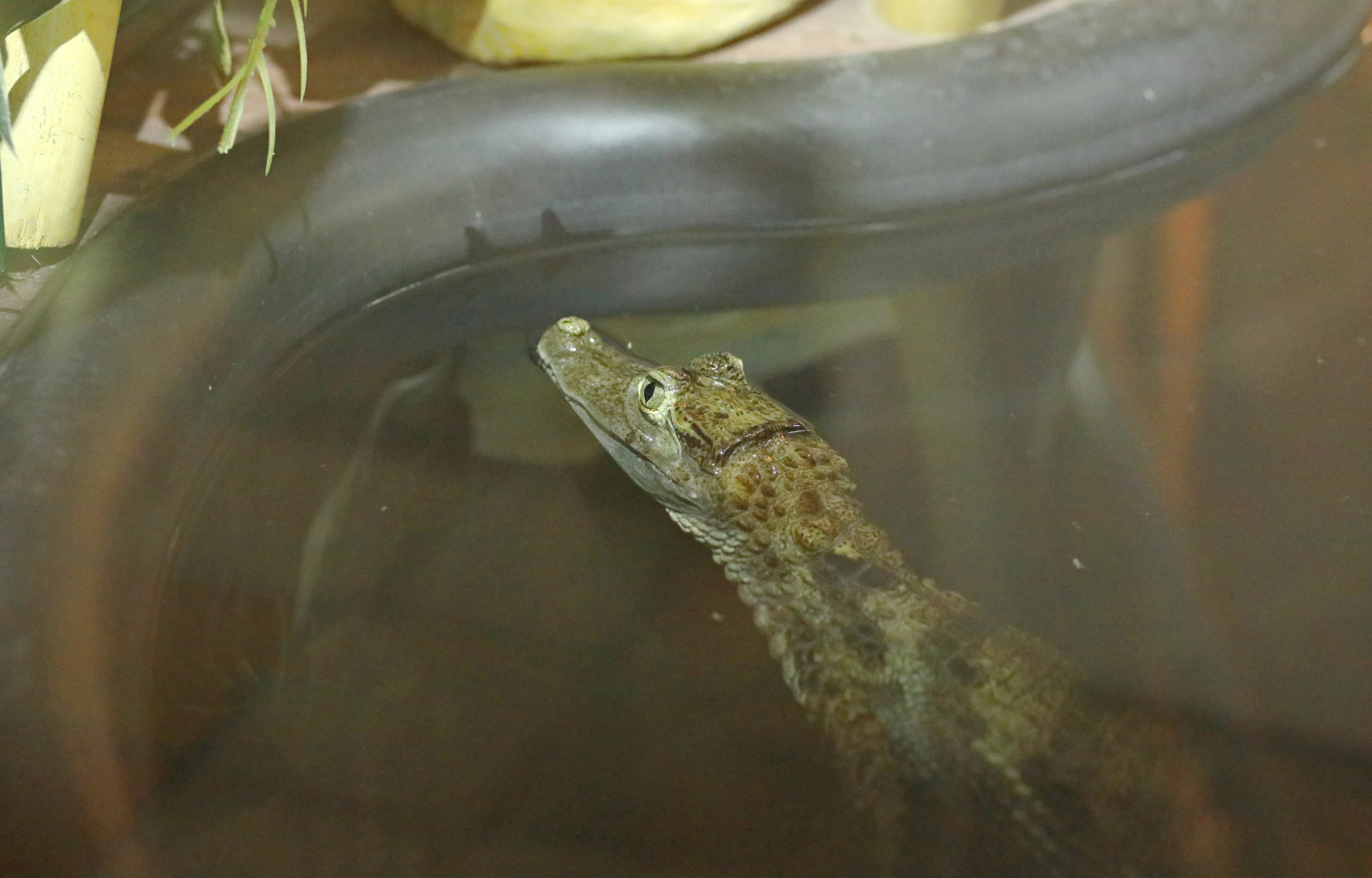 Ростовский зоопарк. Фото-художник и Репортажный фотограф Николаев Александр Алексеевич