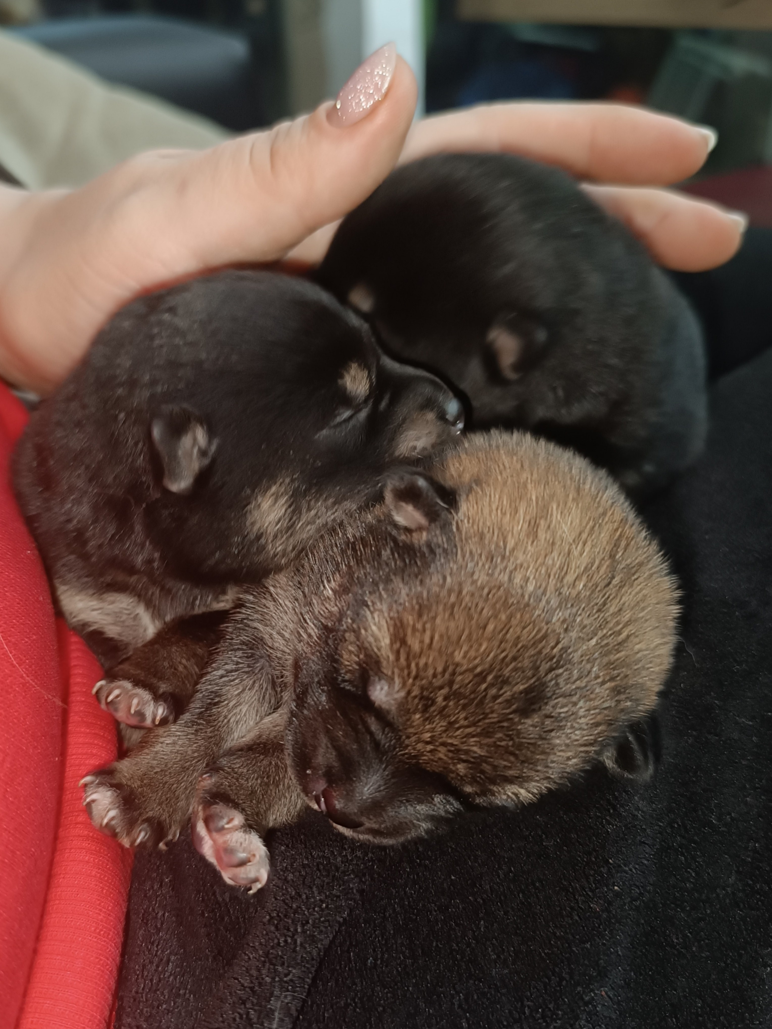 сиба питомник Рубилайт щенки на продажу rubylight  сиба щенки купить СПб Санкт-Петербург 