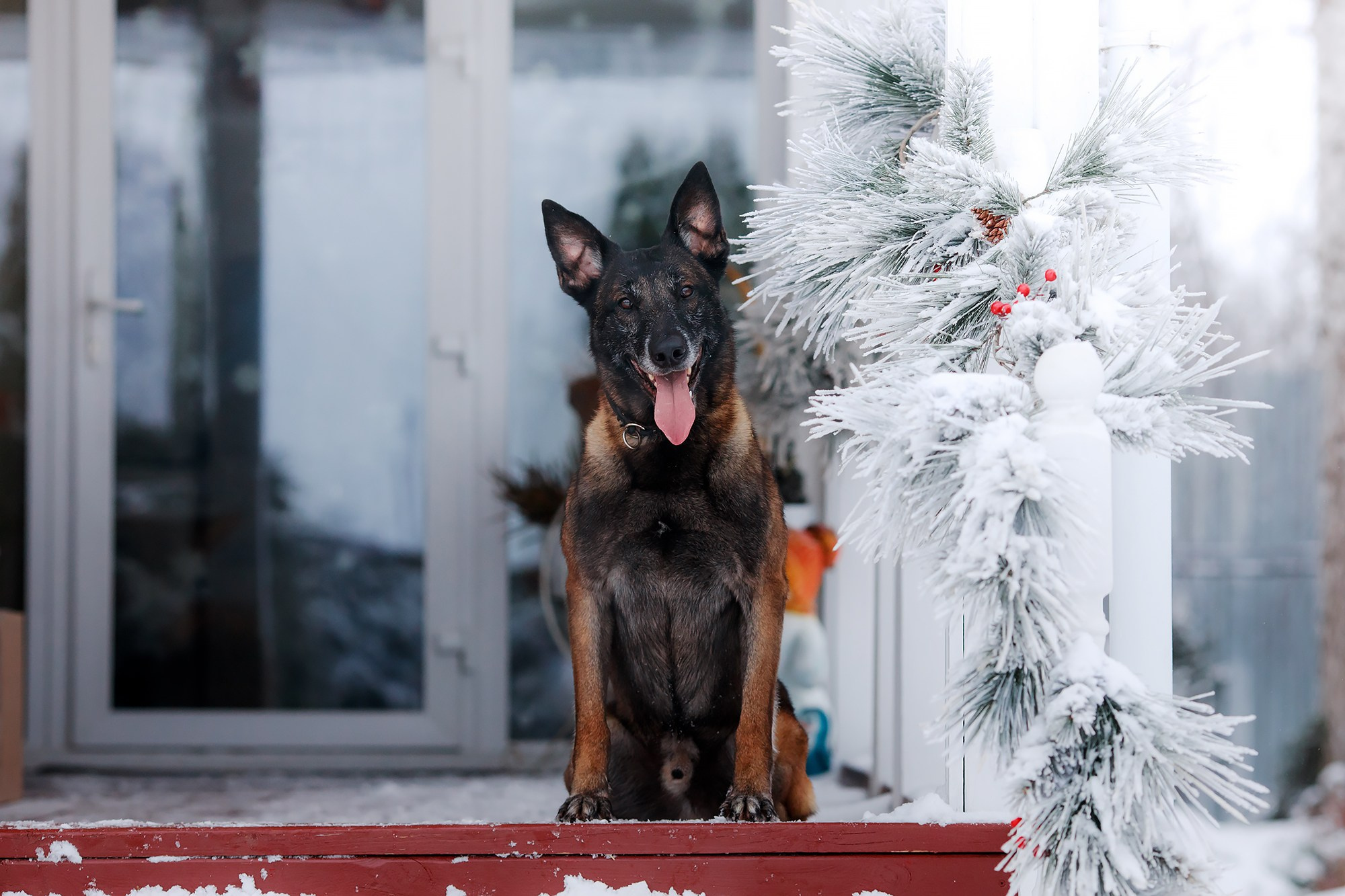 Зимние портреты. Фотограф-анималист Mary Mart — Москва, Питер