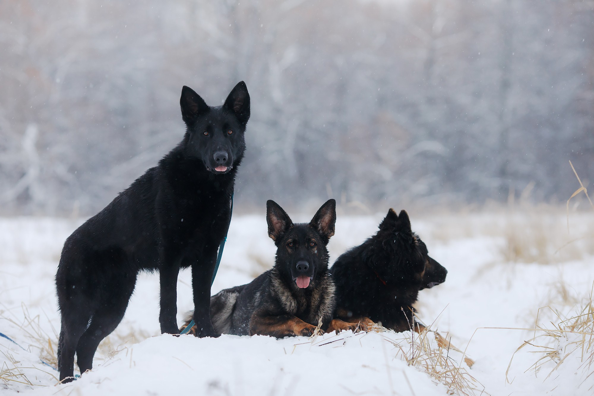 Зимние портреты. Фотограф-анималист Mary Mart — Москва, Питер