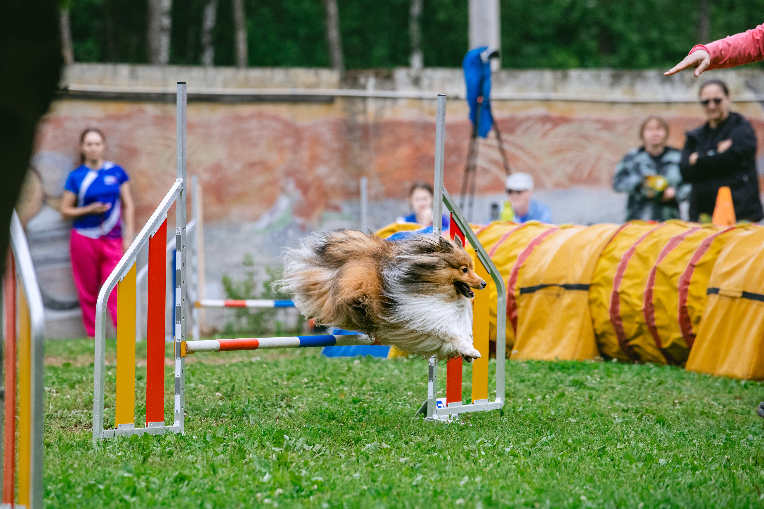 Соревнования по аджилити Долгопрудный 30.06.2025. Фотограф-анималист Татьяна Степанова