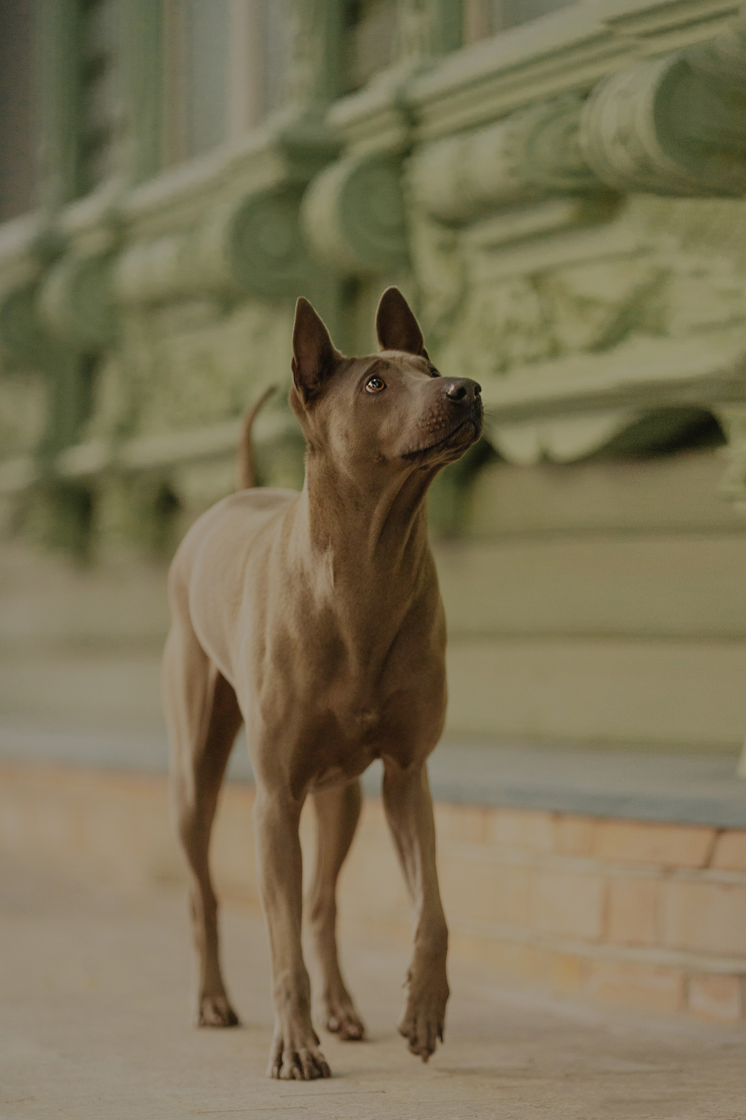 Лин + Вегас. Kameramotor74