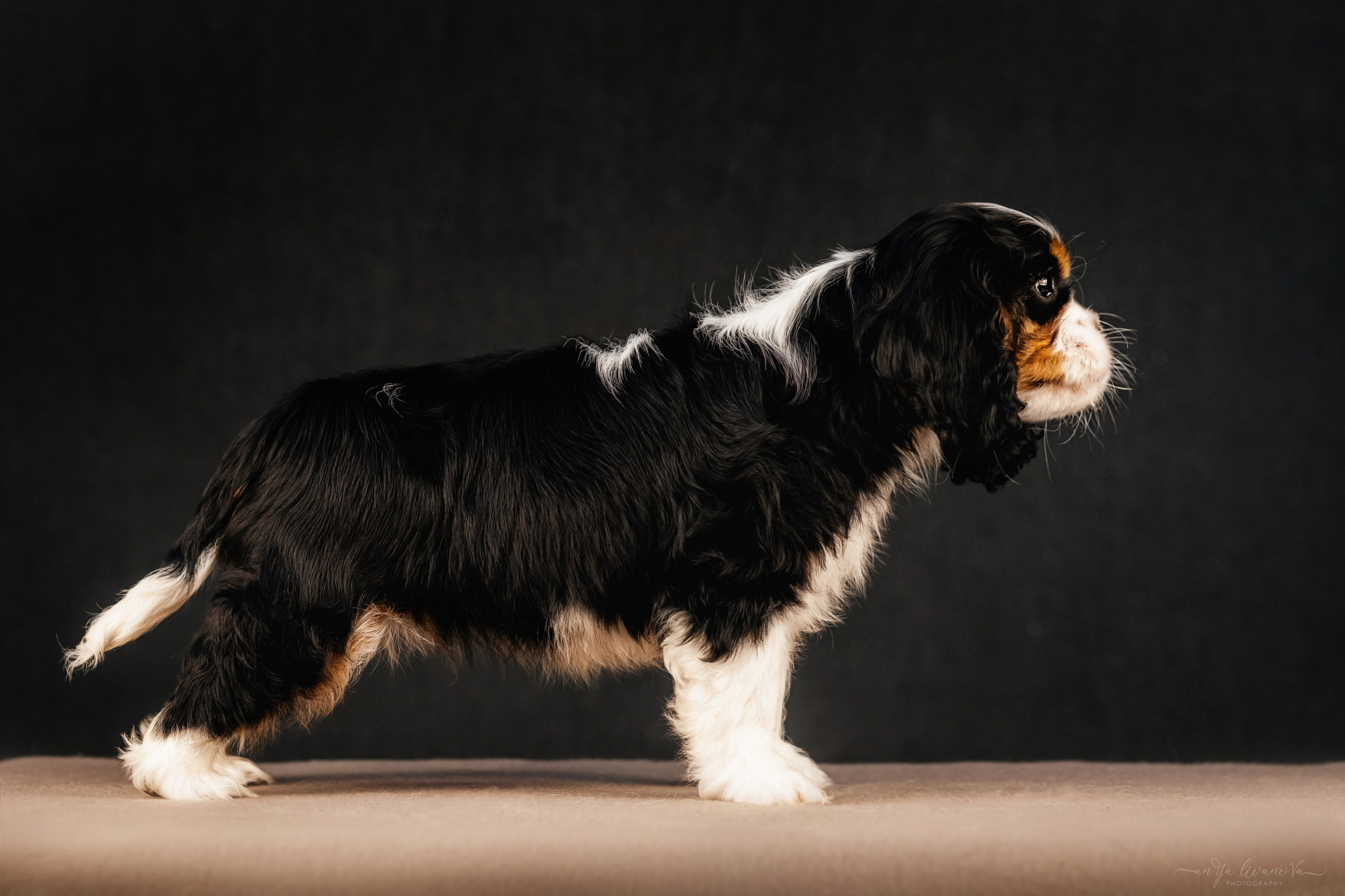 Кавалерчики. Фотограф анималист Аня Ливанова | Рыбинск