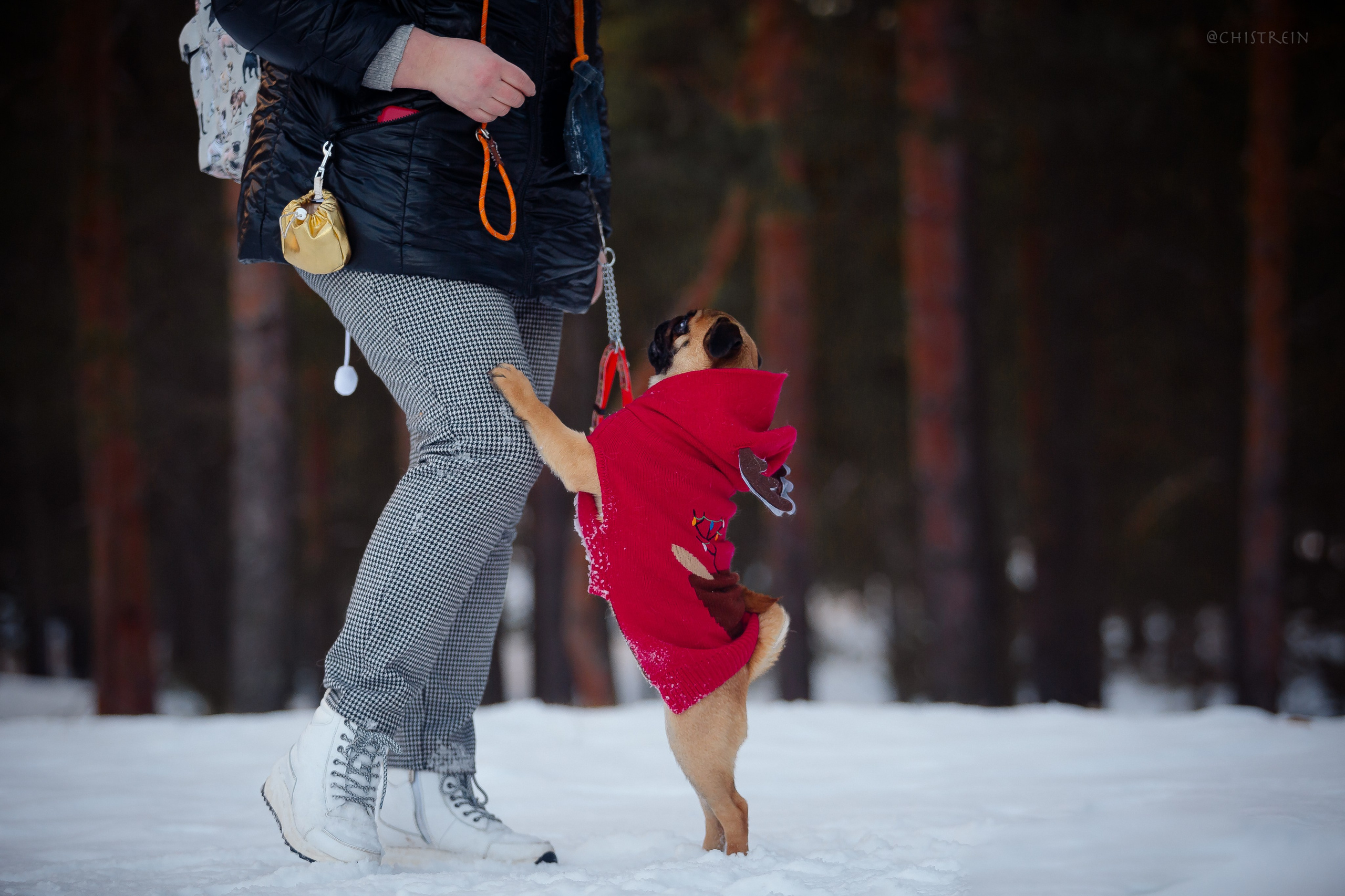 Новогоднее настроение. Роза. Фотограф-анималист Наталия Чистюхина в г. Сосновый Бор и ЛО