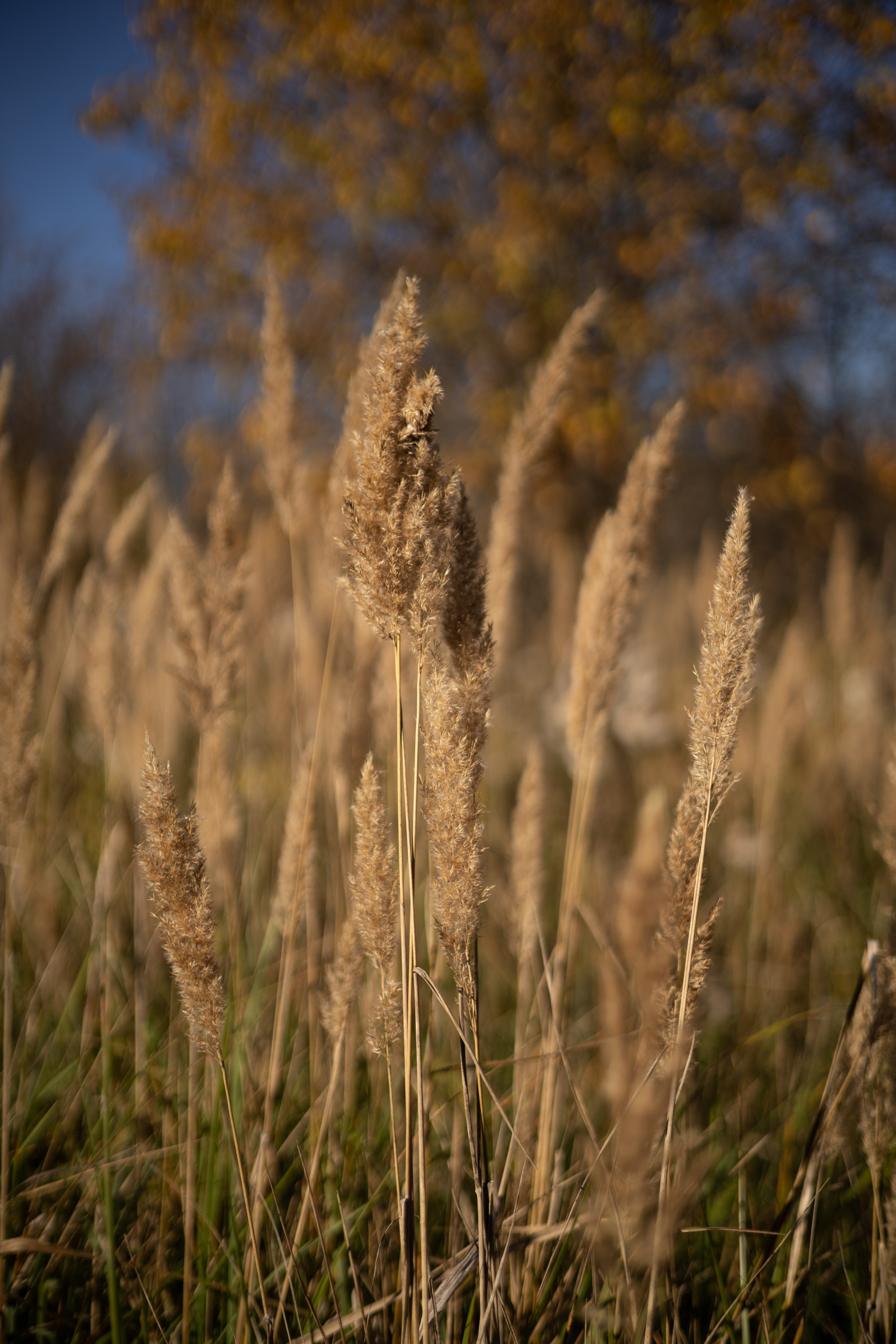 ТАТЬЯНА. Фотограф Элла Ефимова
