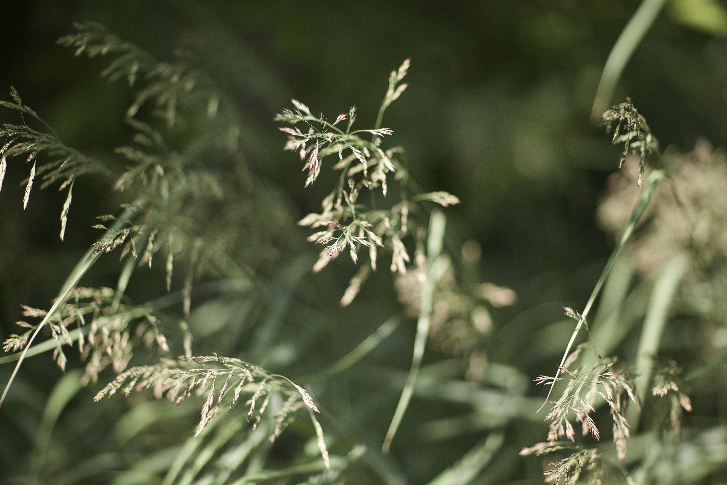 Максим и Анастасия  Свадебный фотограф Камчатка Панов Ян. Свадебный фотограф на Камчатке Ян Панов