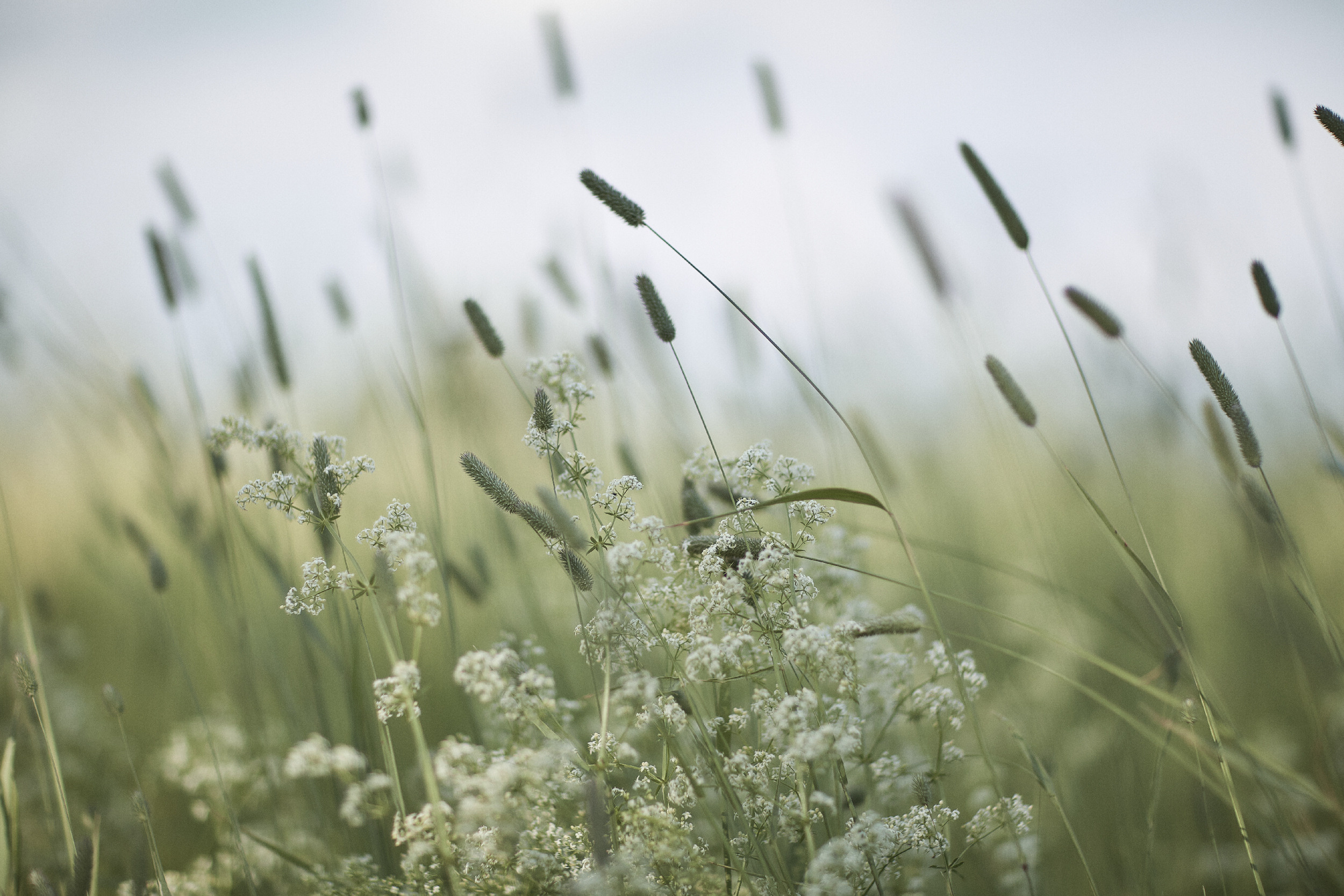 Максим и Анастасия  Свадебный фотограф Камчатка Панов Ян. Свадебный фотограф на Камчатке Ян Панов