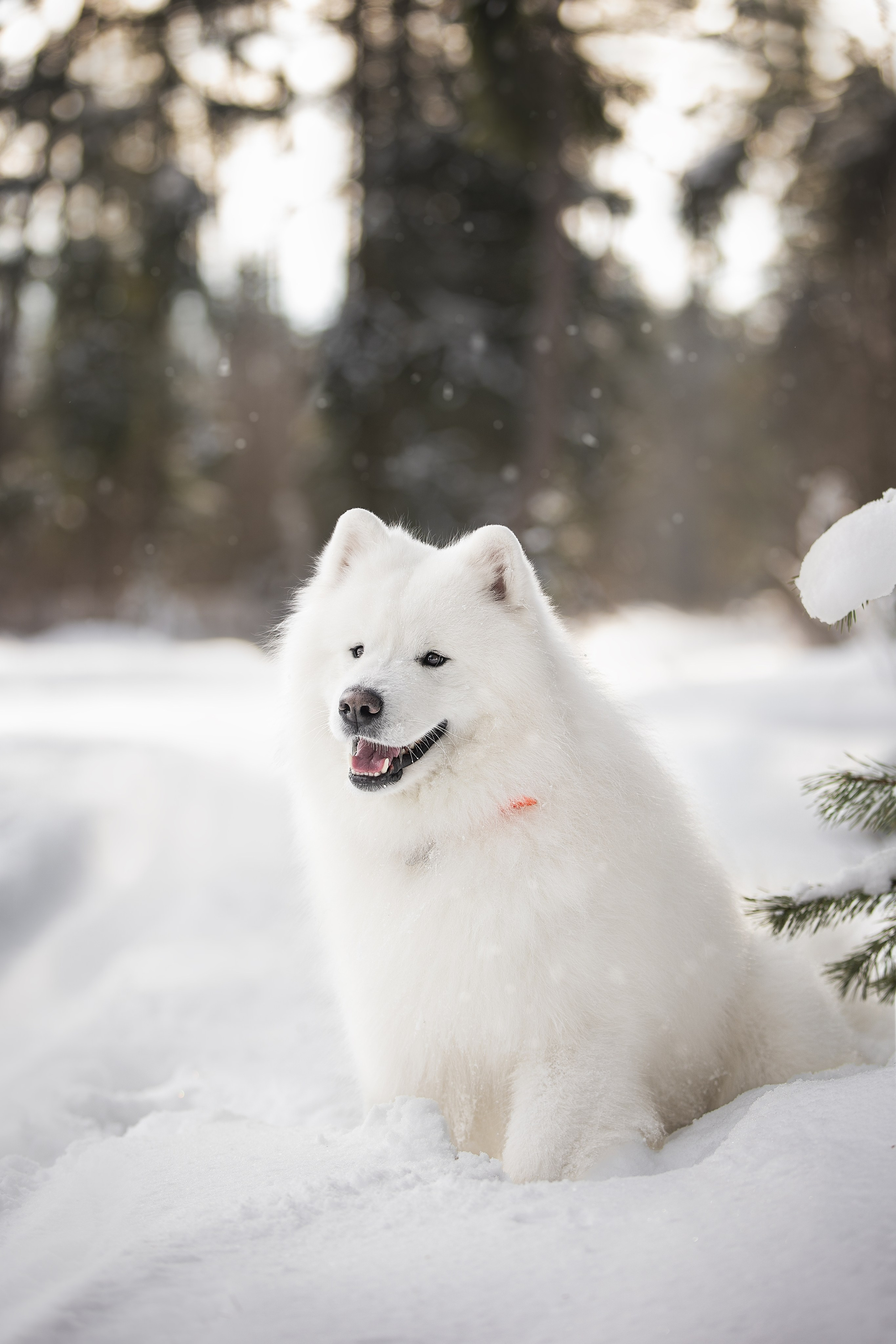 Дмитрий, Наталья и Панти. Фотограф анималист в Москве Майорова Евгения