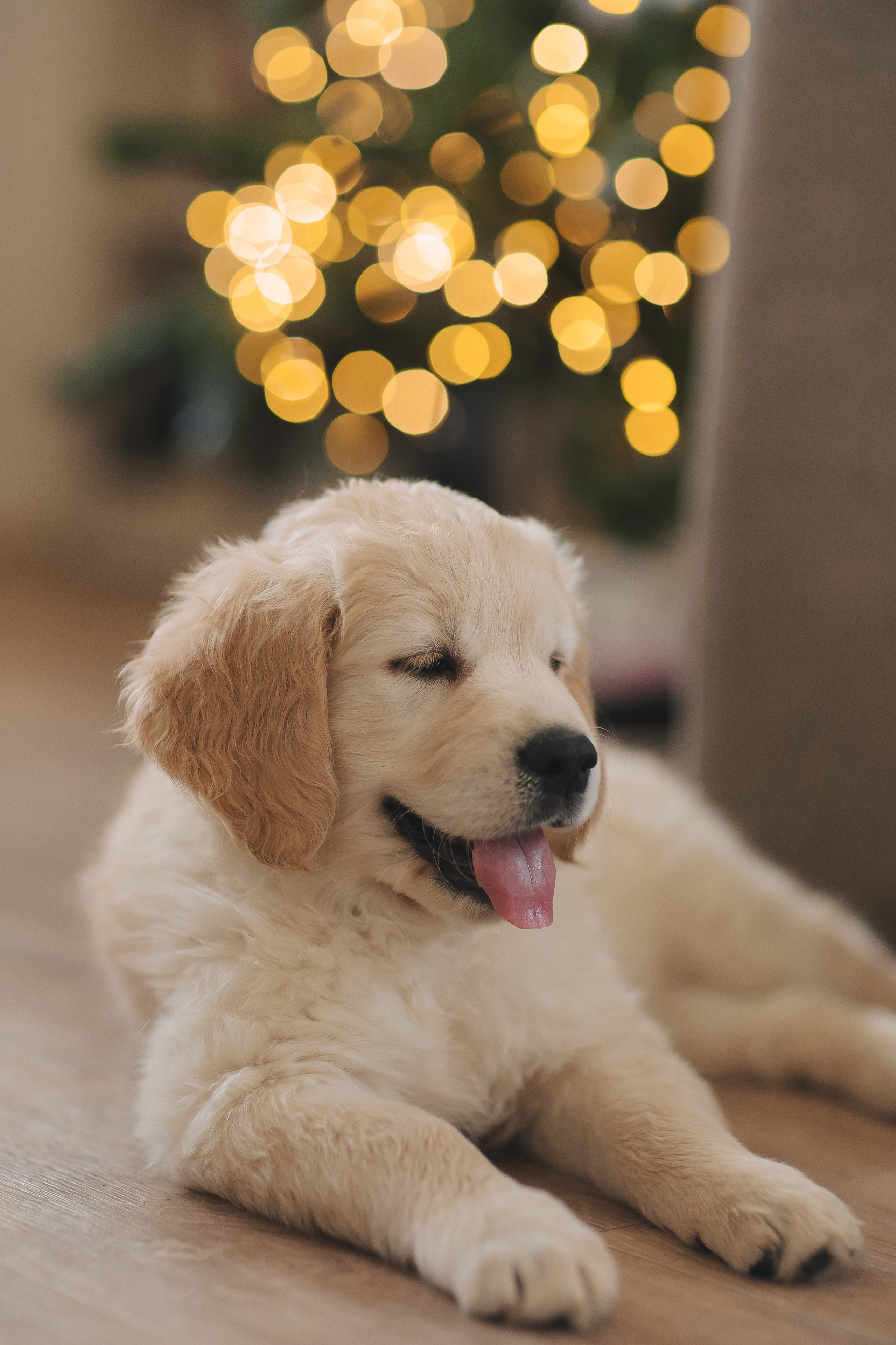 Снежик и Веста, НГ. Свадебный и женский фотограф