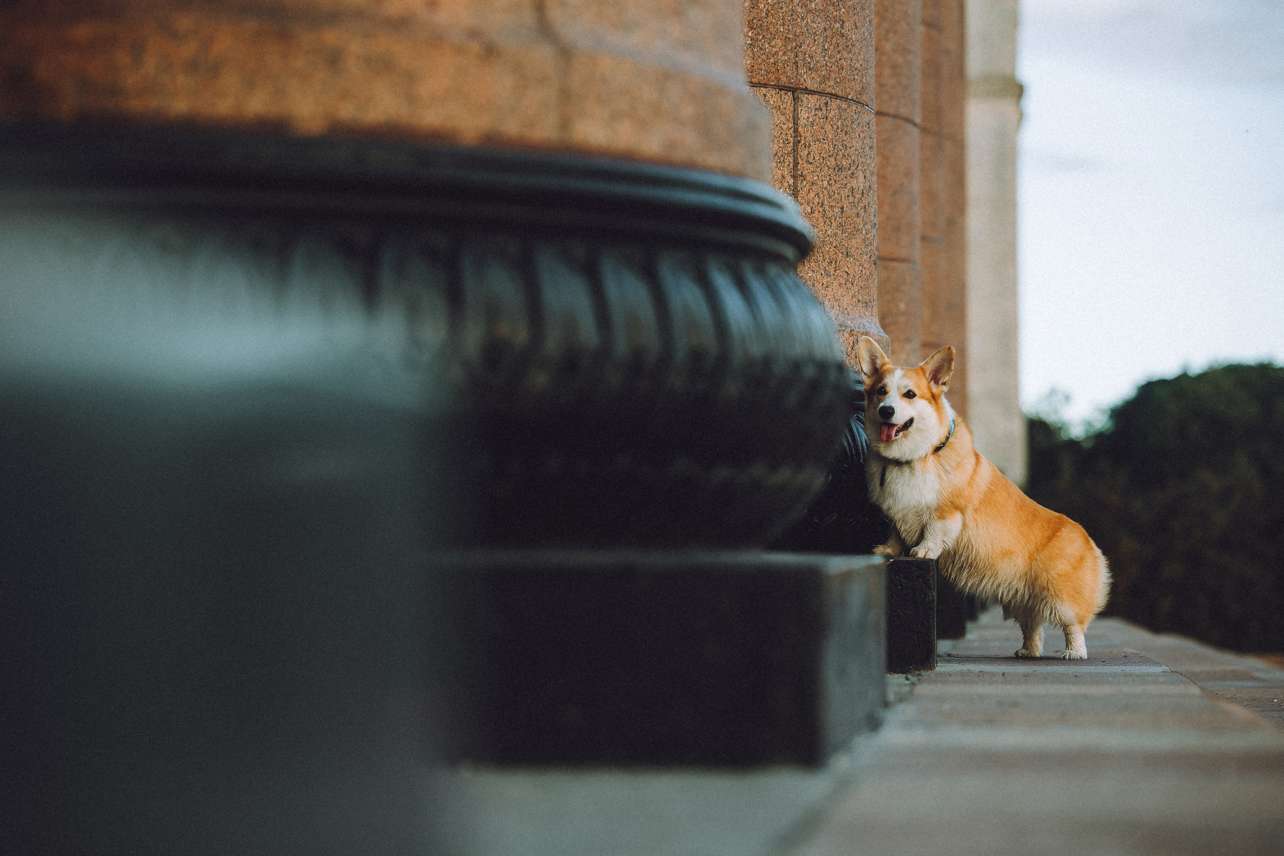 Пуговка и ее семья