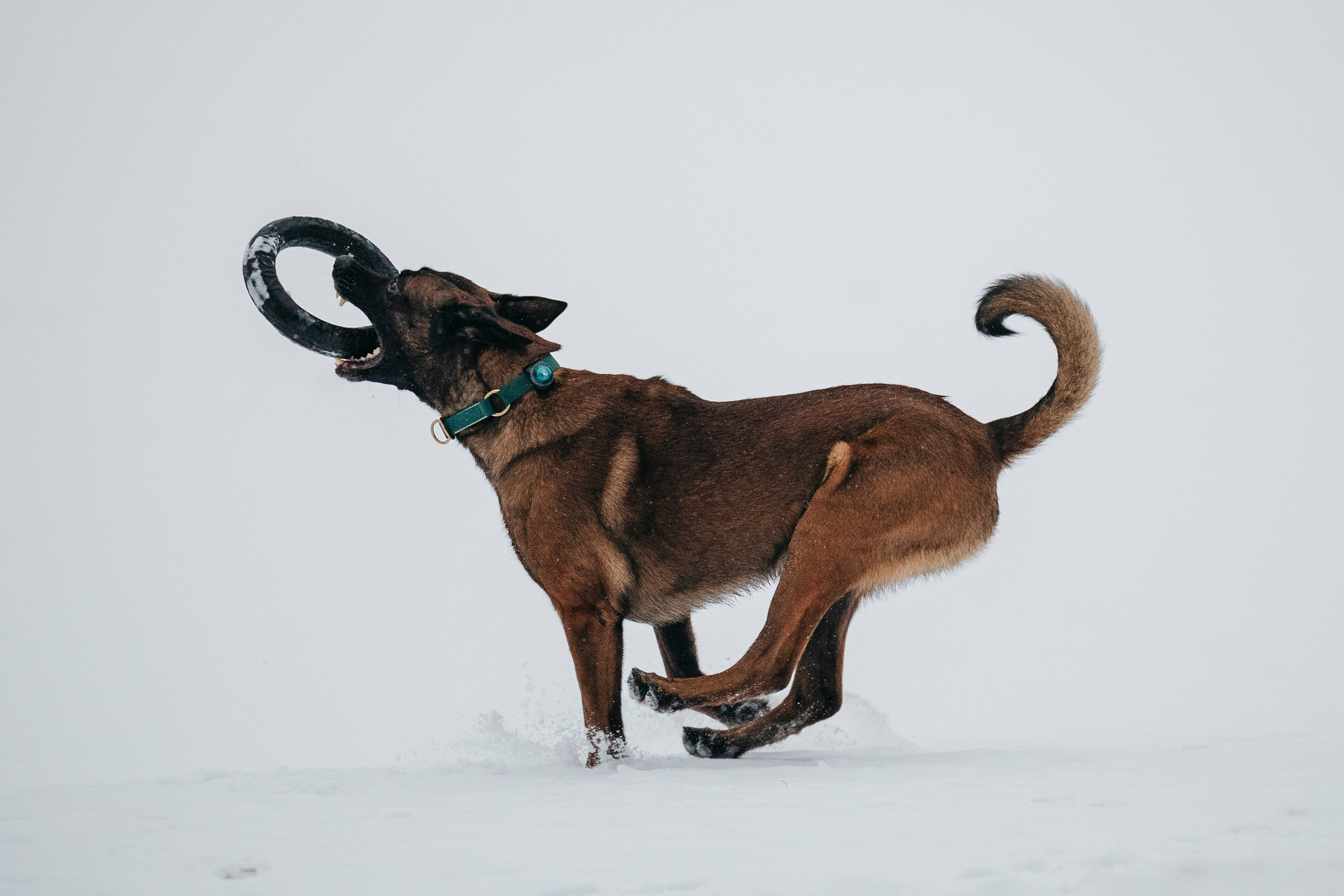 Карьер. Фотограф-анималист Анна Маринич