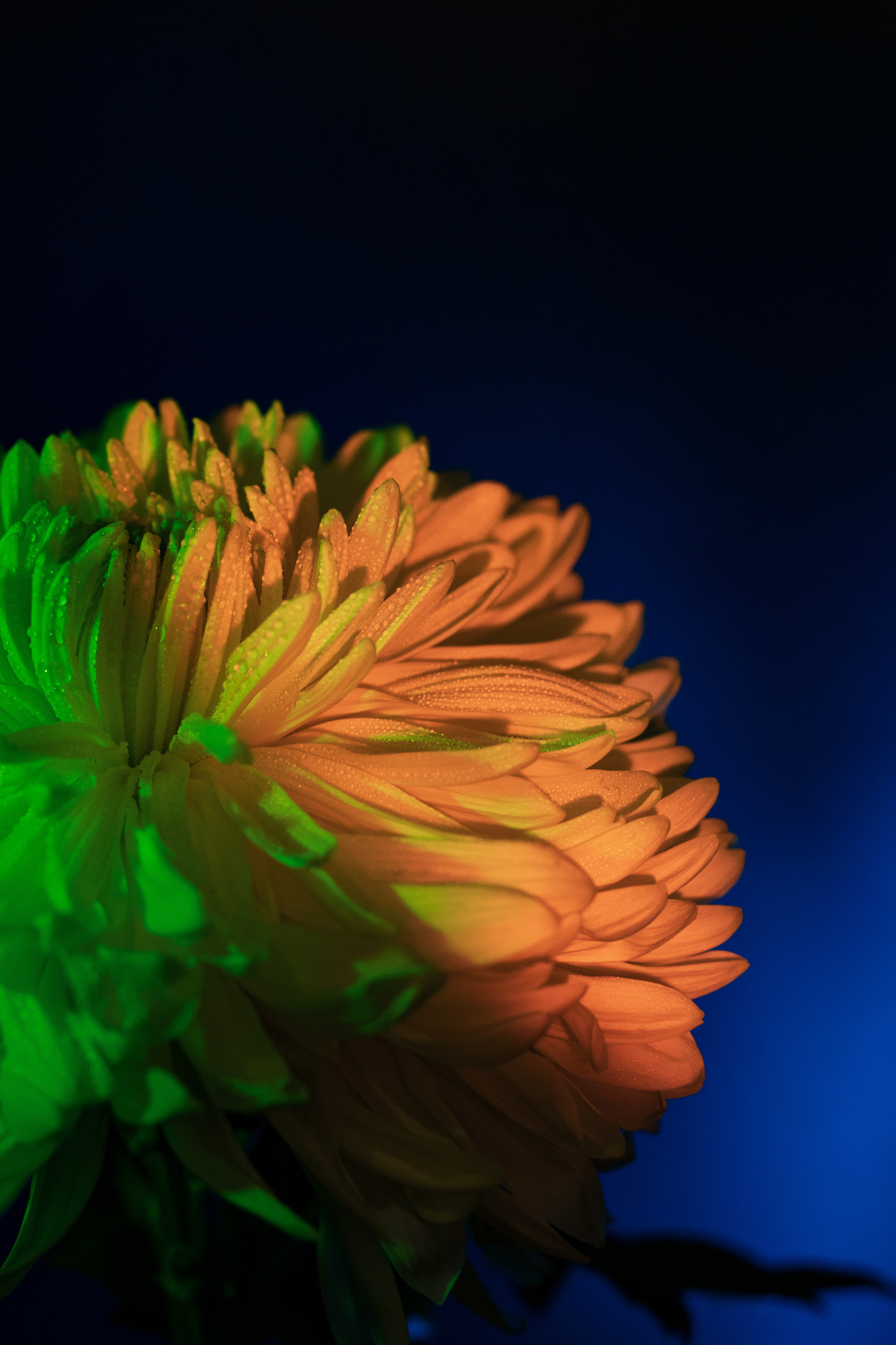 Цветы. Полудницына Эльвира фотограф в Москве