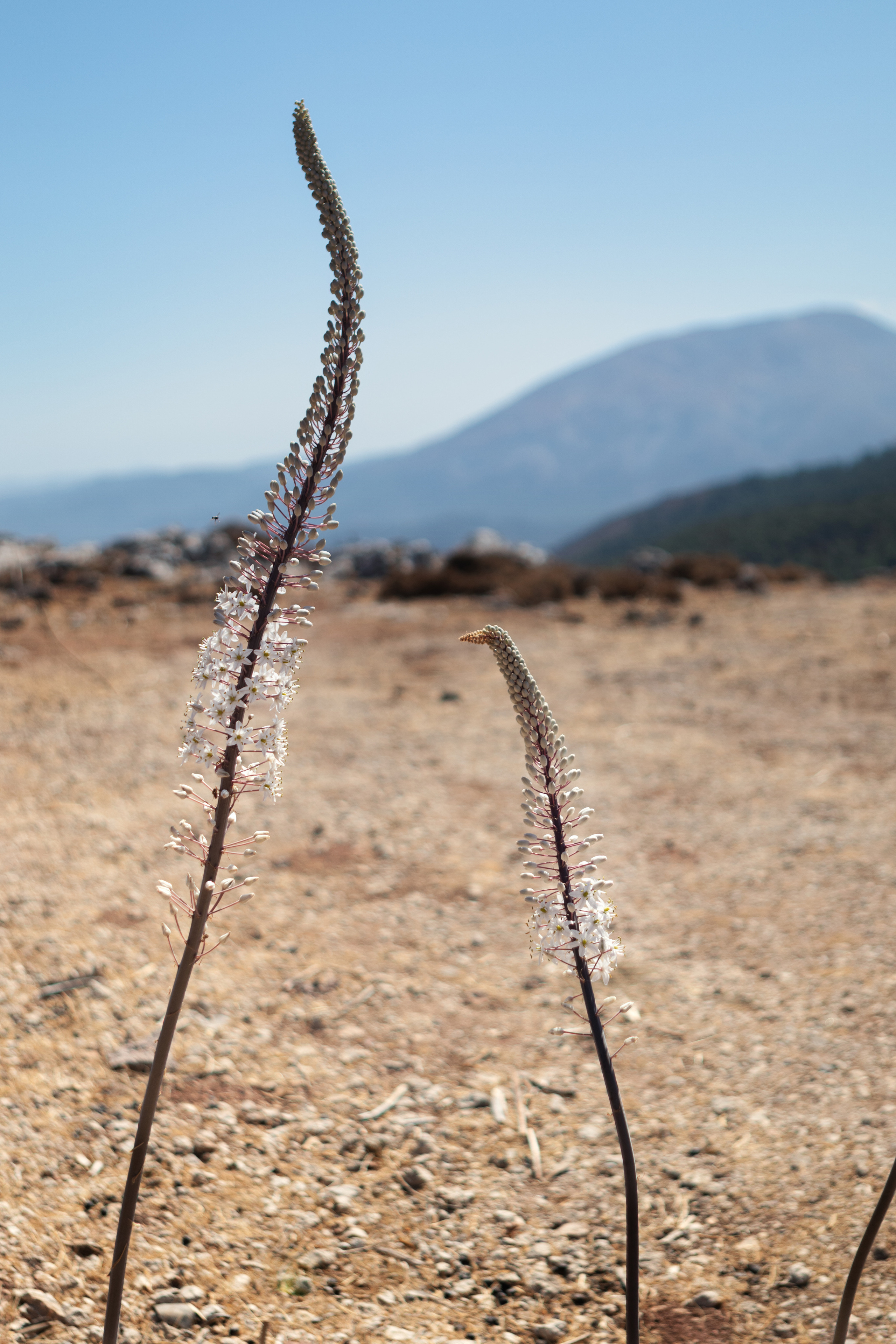 О. Родос. Полудницына Эльвира фотограф в Москве