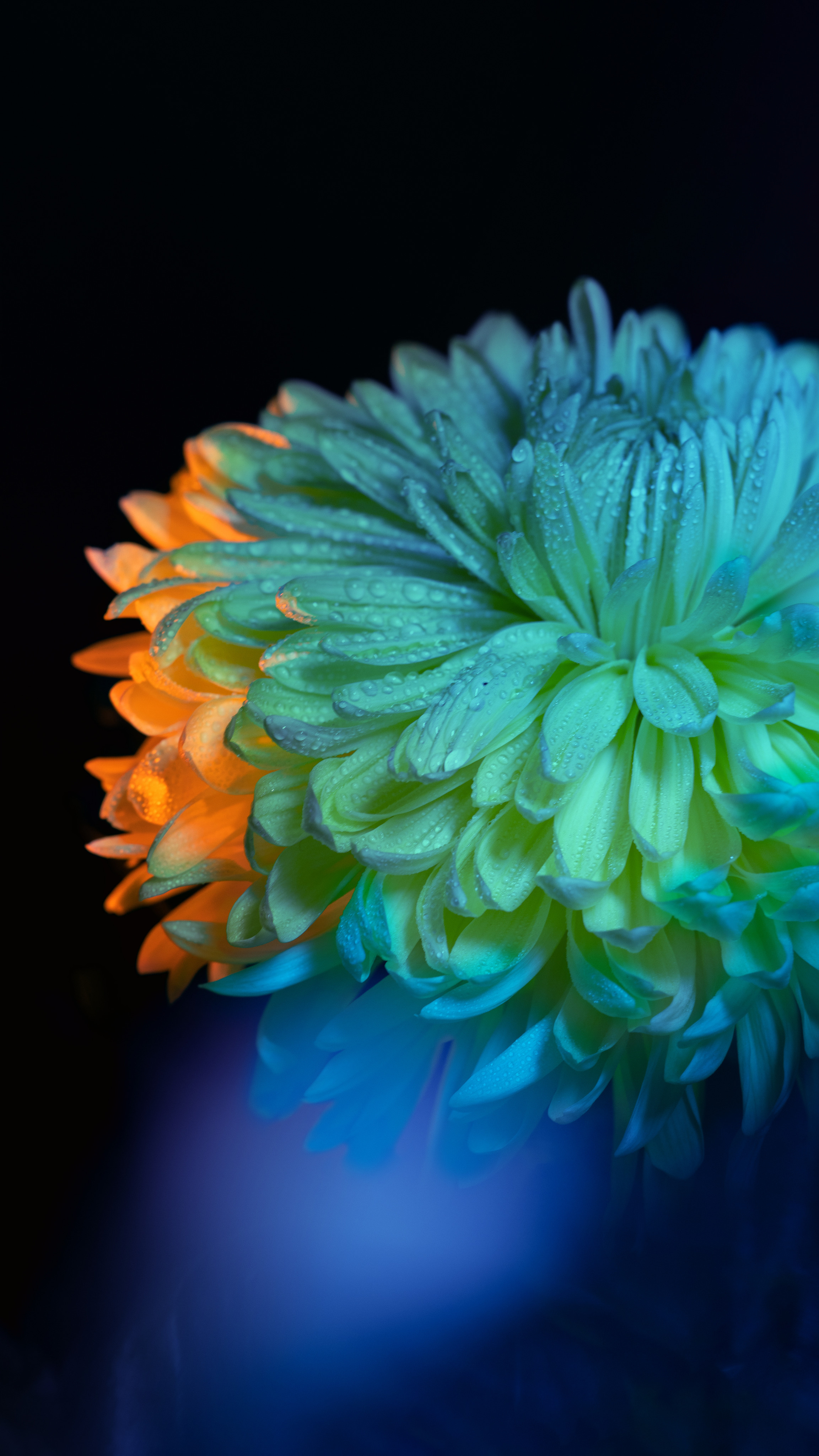 Цветы. Полудницына Эльвира фотограф в Москве