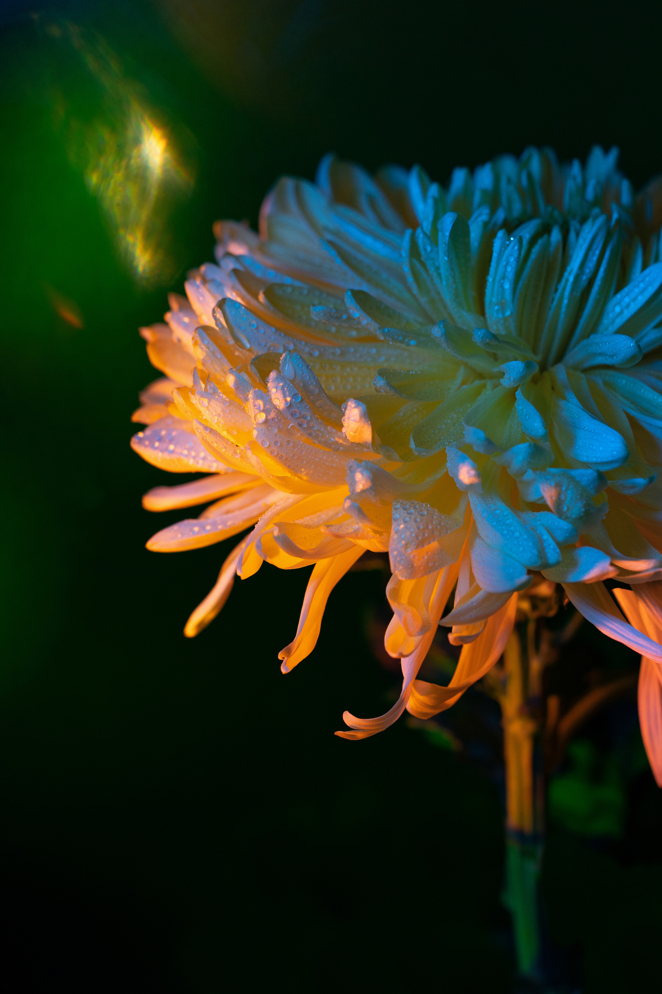 Цветы. Полудницына Эльвира фотограф в Москве