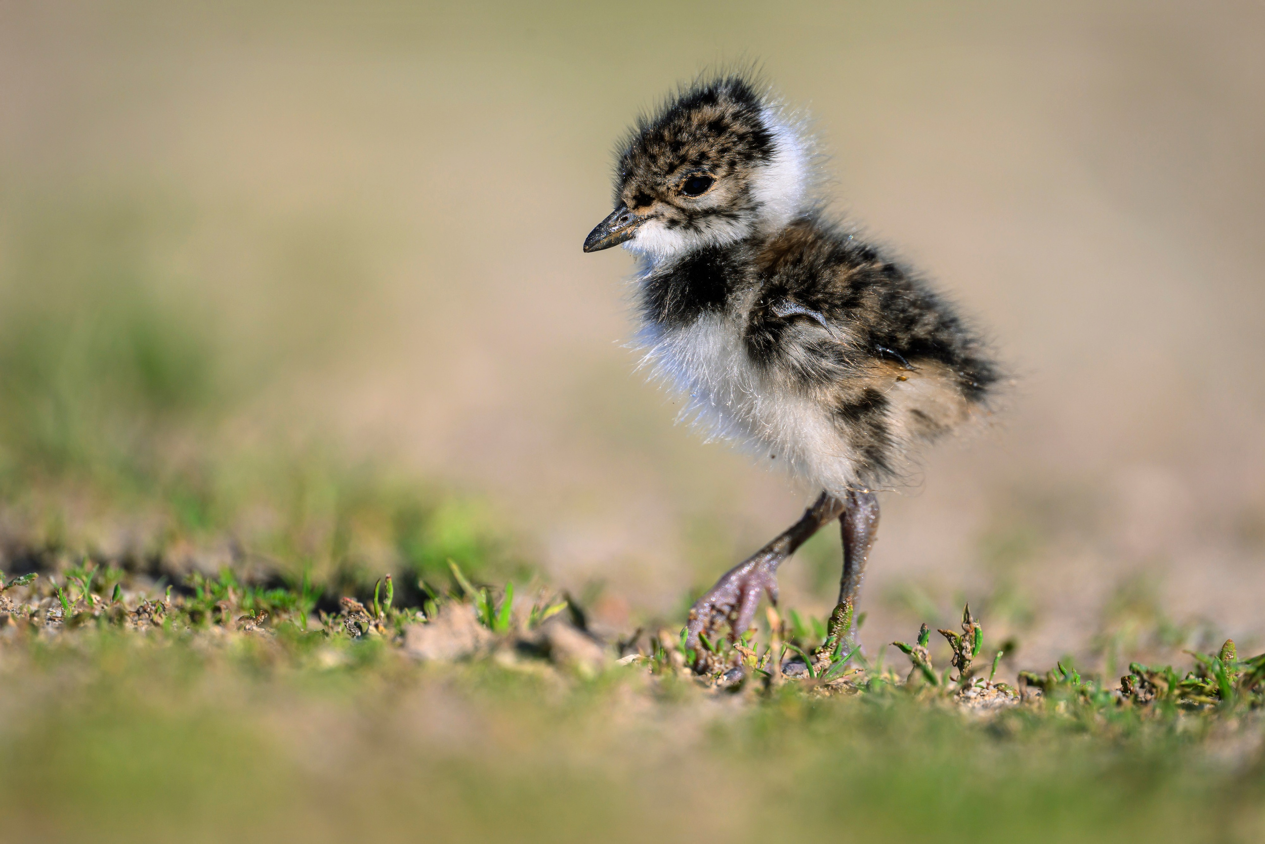 Чибисята. Wildlife photography by Sergey Puponin