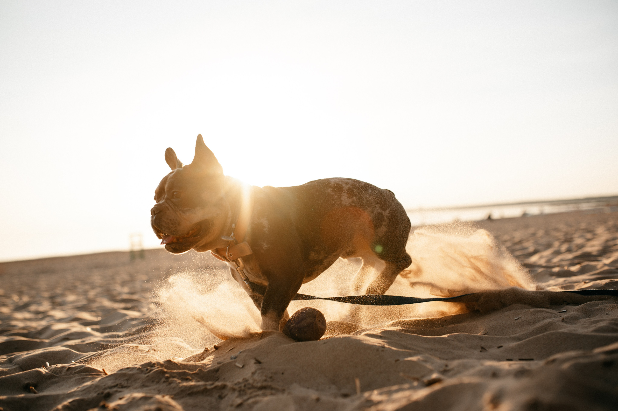 Коля и Бакс. Фотограф анималист в Москве Ольга Агушева