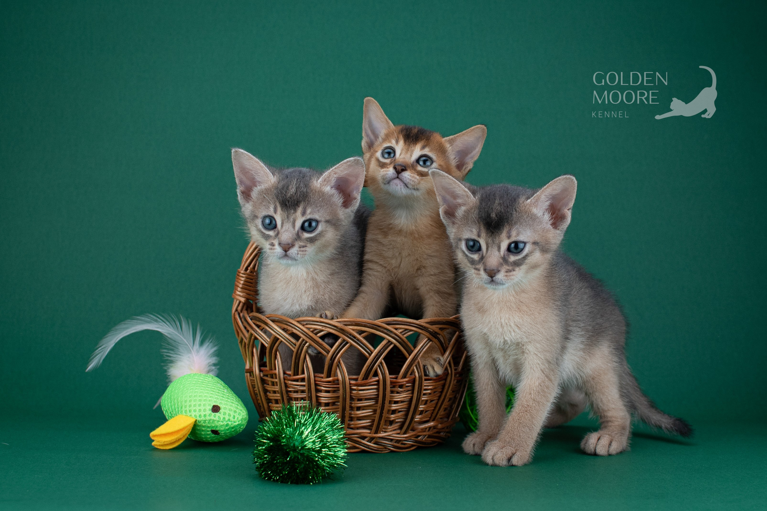 Съемка кошек. Фотограф анималист в Ростове I Гончарова Анна