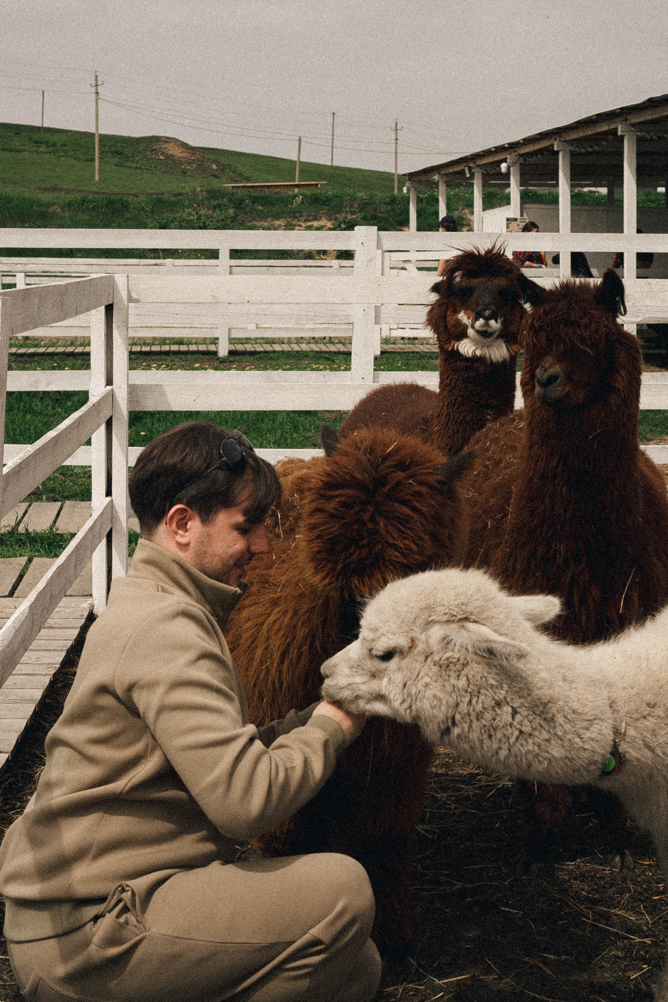 Ферма Альпак. Профессиональный фотограф, Санкт-Петербург — Виктория Богомолова