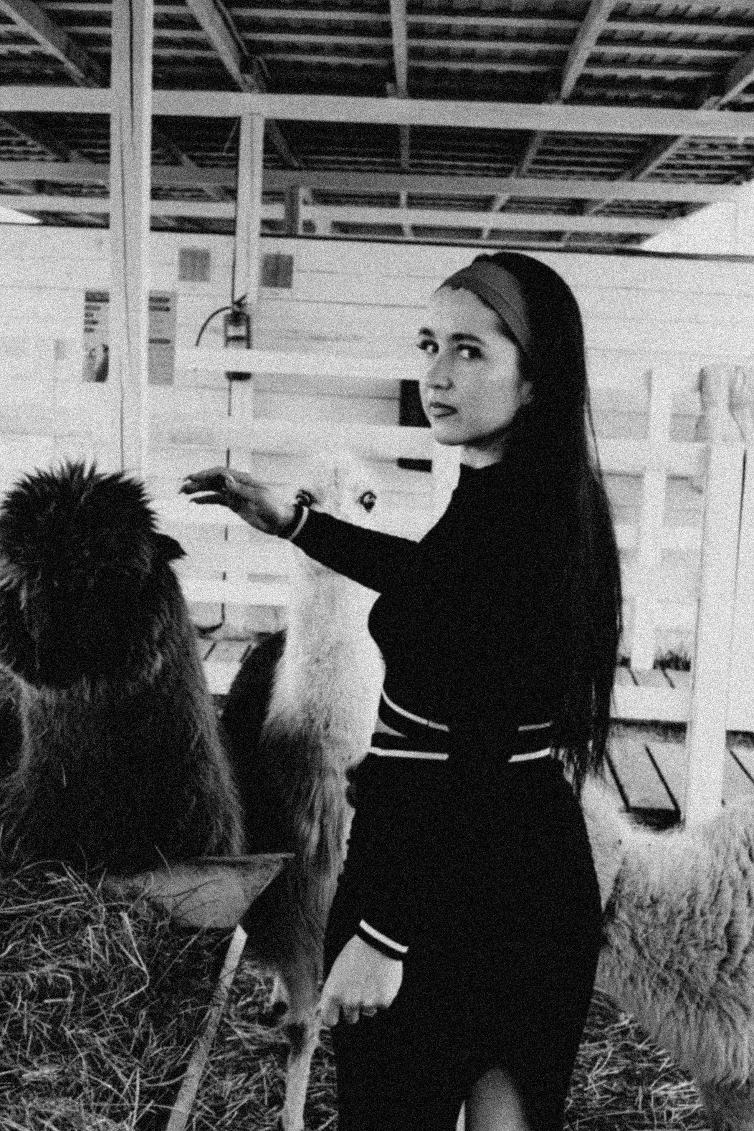 Ферма Альпак. Профессиональный фотограф, Санкт-Петербург — Виктория Богомолова