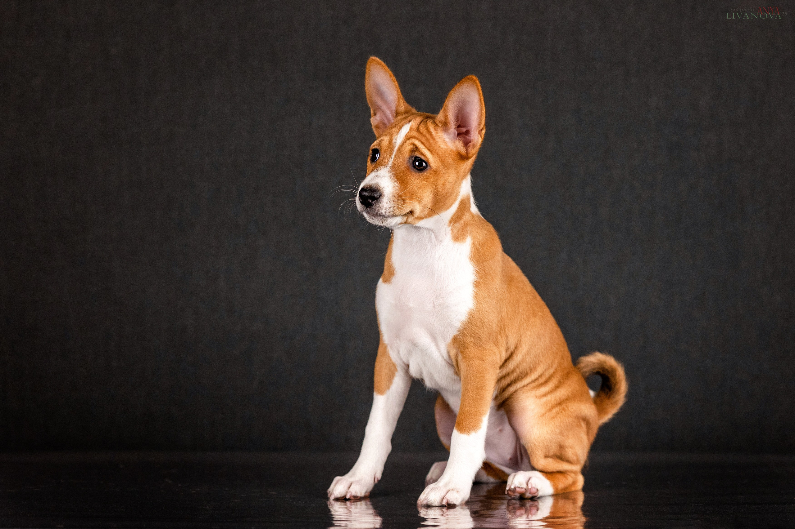 Басенджи. Фотограф анималист Аня Ливанова | Рыбинск