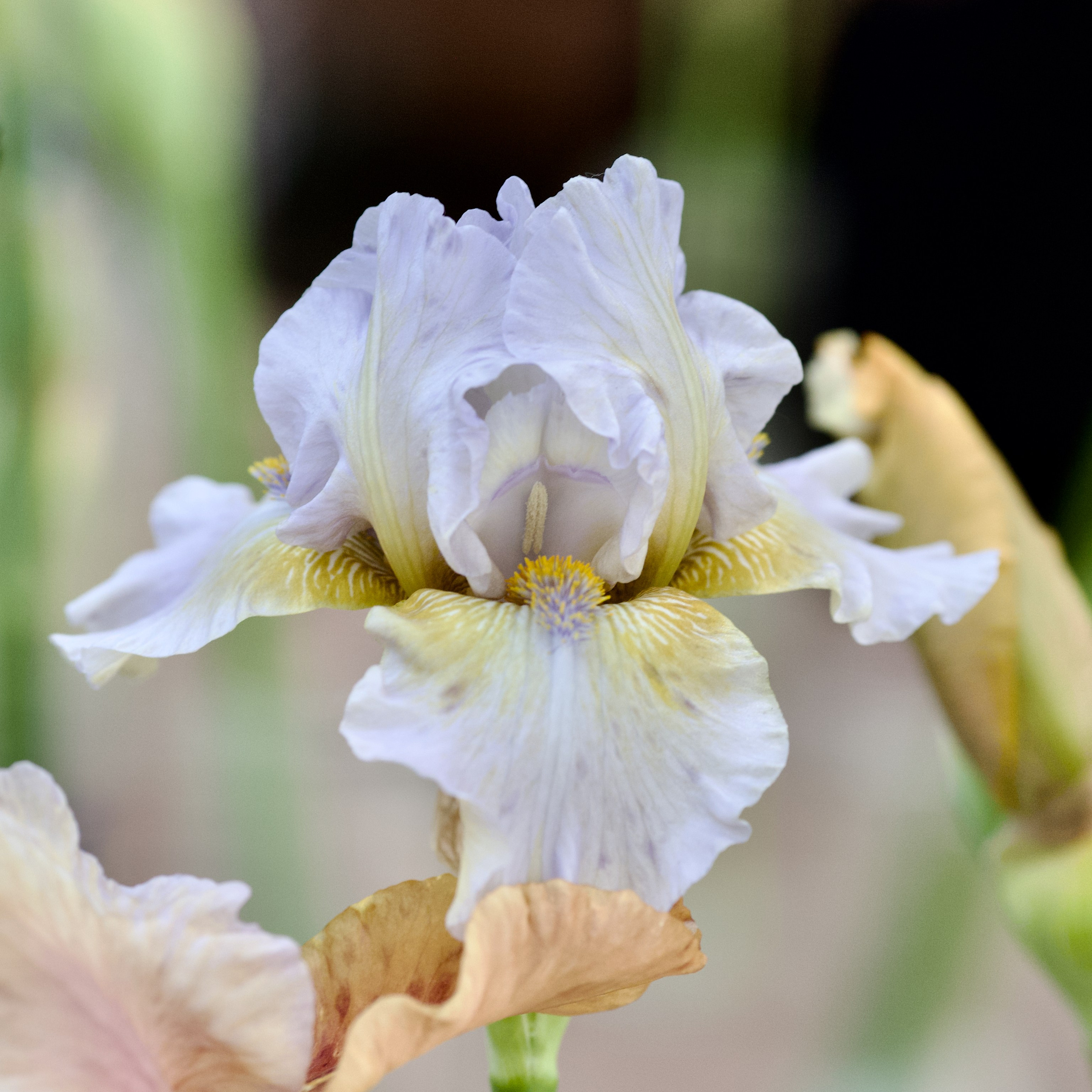 Аптекарский огород. Ирисы. Пионы. Школьные выпускные альбомы в Москве Марина Николаева