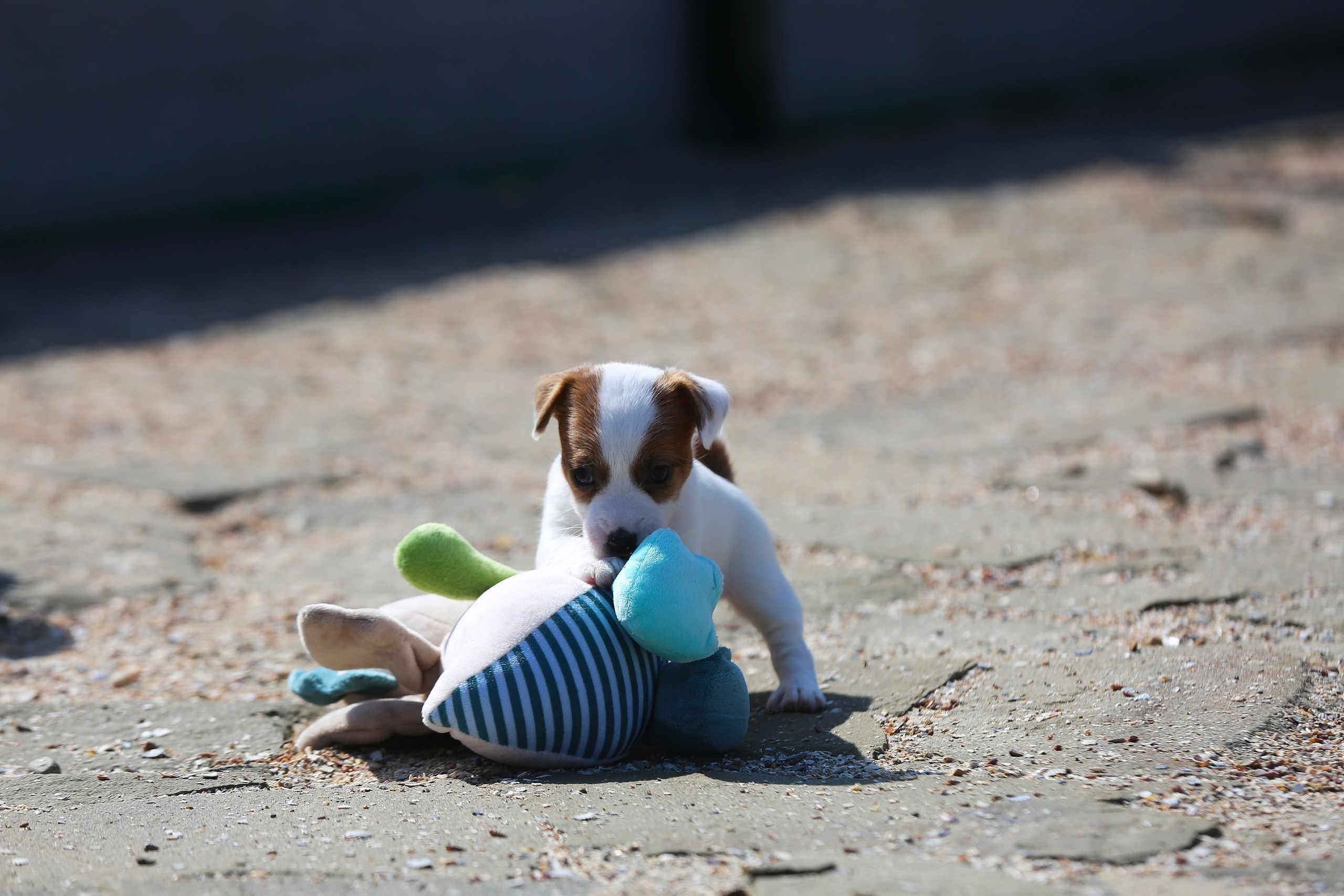 Общий альбом. Lovely-Orange питомник джек рассел терьеров