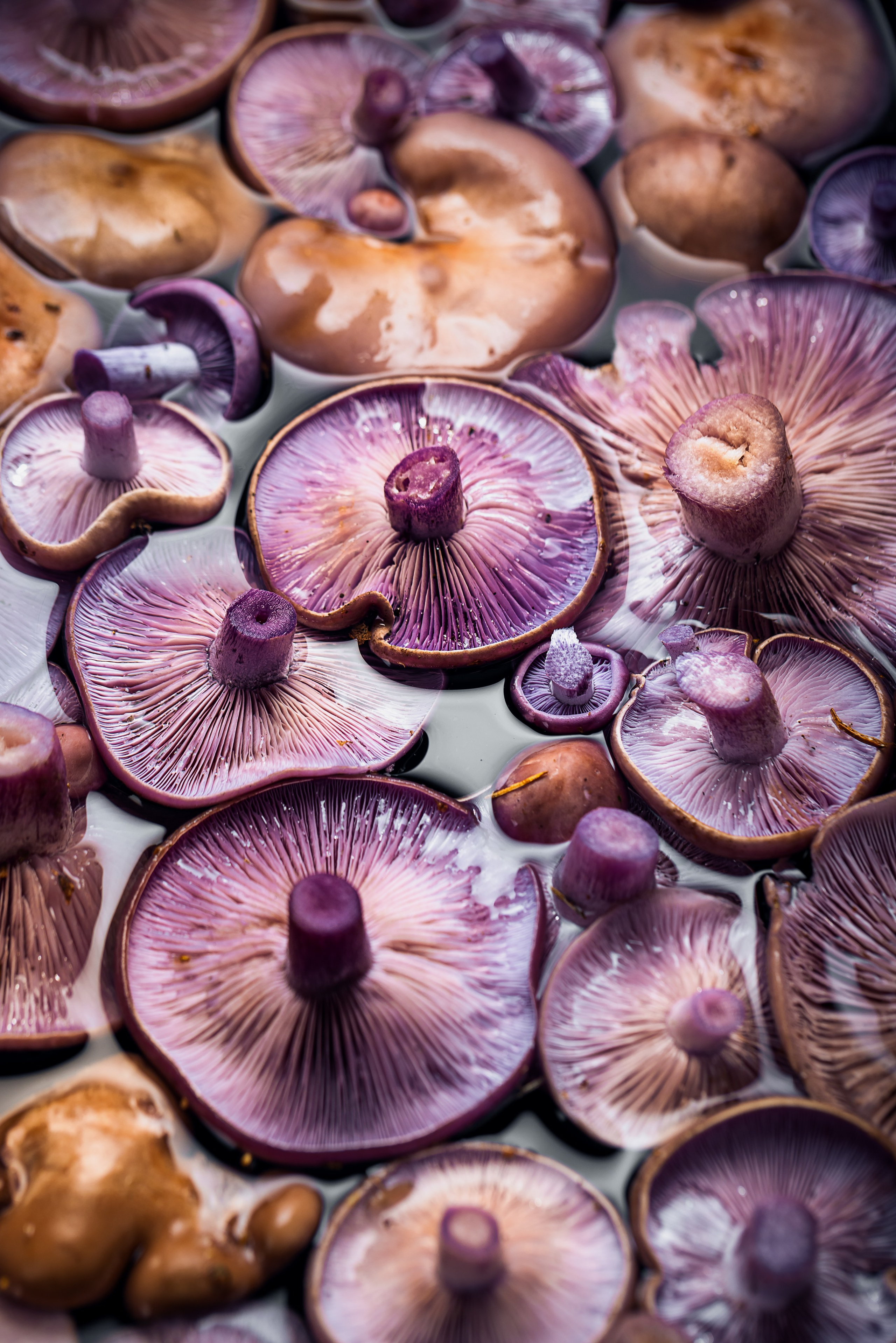 Рядовка лиловая. Foodie Stories (гастрономические истории) рекламная фуд-фотосъёмка, Москва