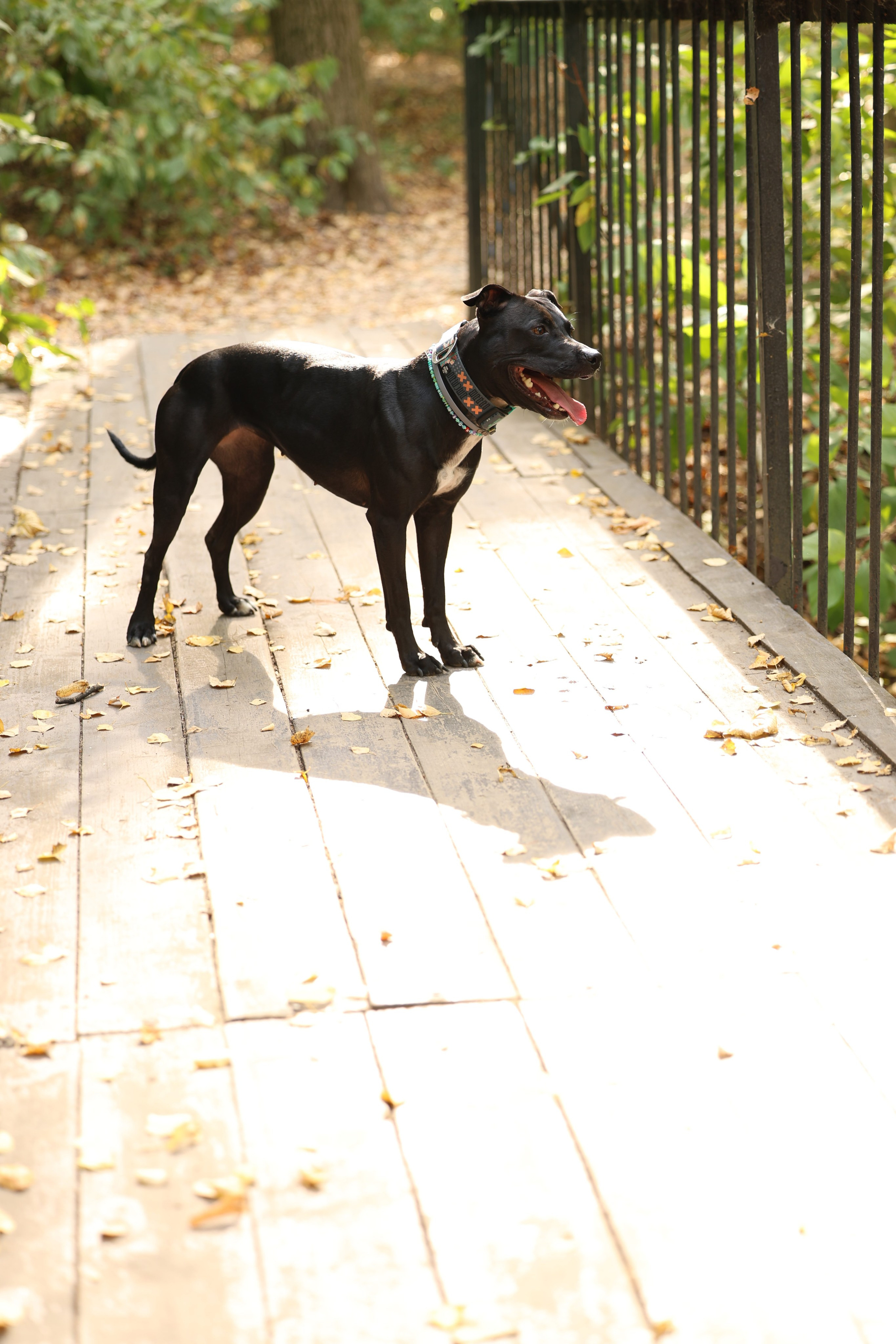 Алена и Бора. Виктория Михайловская. Фотограф-анималист. Москва