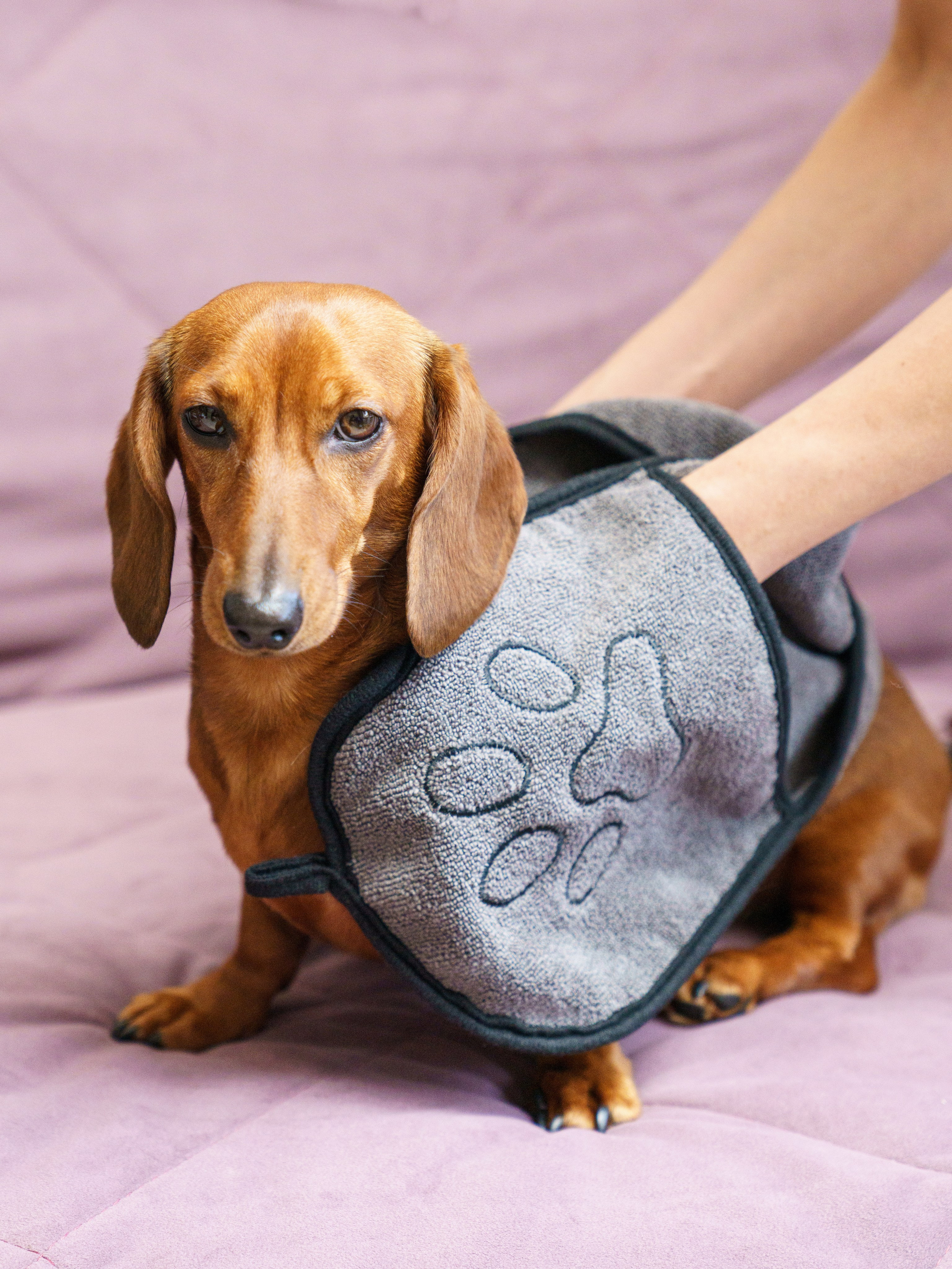 Съемки с животными. КЕД Студия-контент агентство полного цикла СПБ. Создаём фото, видео и контент, который помогает брендам и селлерам продавать больше