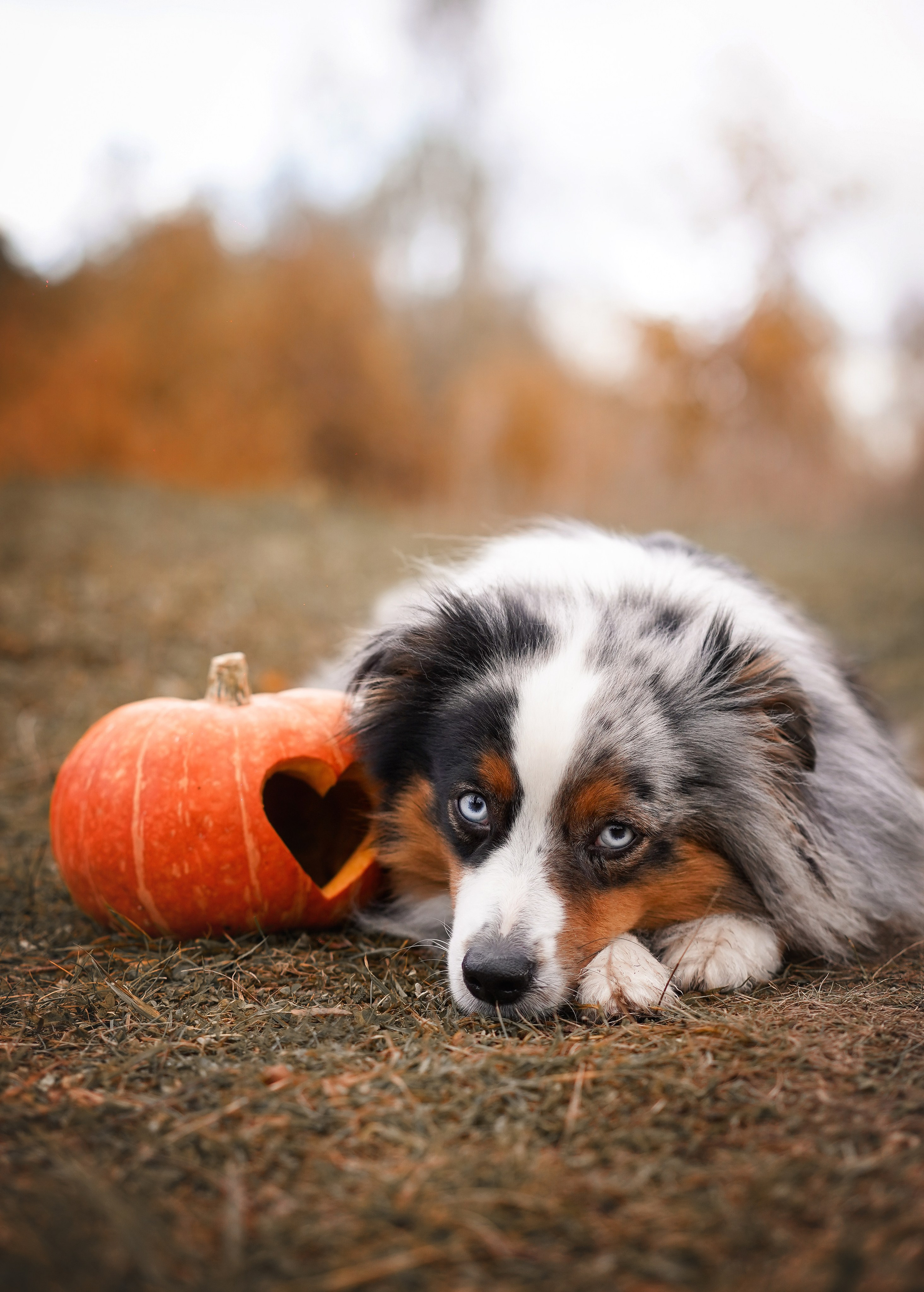 Фотодень Хэллоуин 2025. Фотограф-анималист в Санкт-Петербурге Яна Мартынова