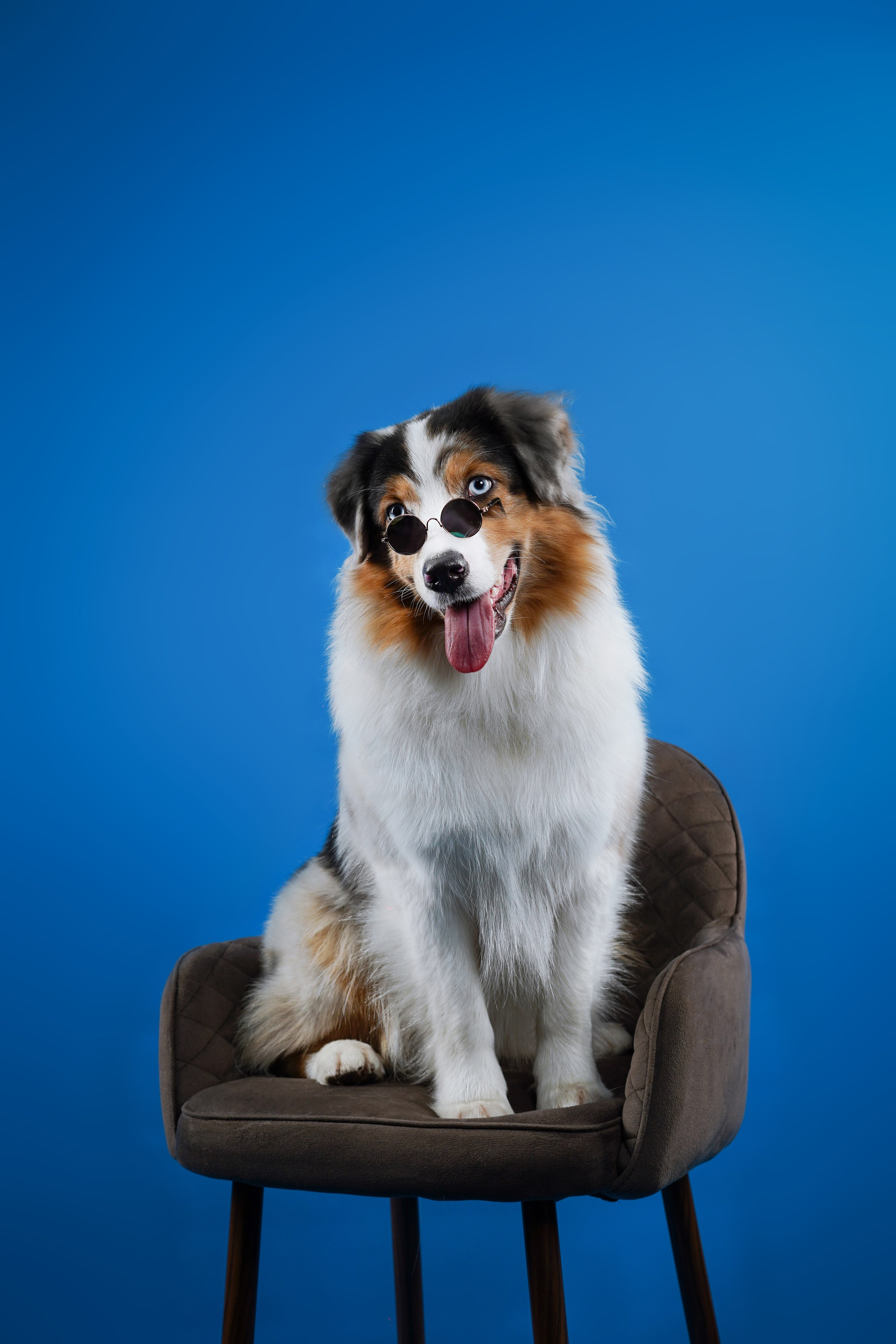 Австралийская овчарка Валли. Фотограф-анималист в Санкт-Петербурге Яна Мартынова