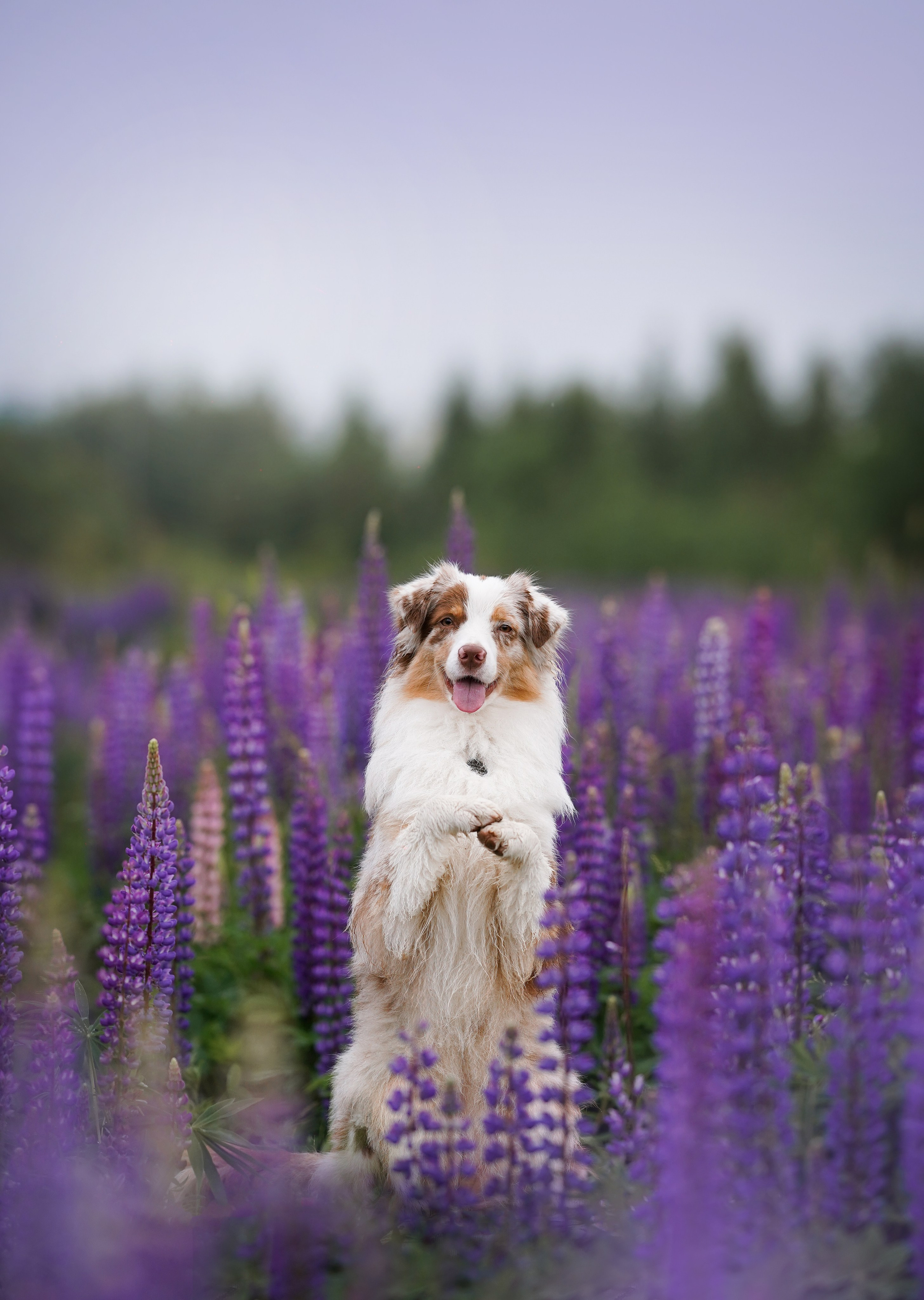 Аня Арчи и Панда в люпинах. Фотограф-анималист в Санкт-Петербурге Яна Мартынова