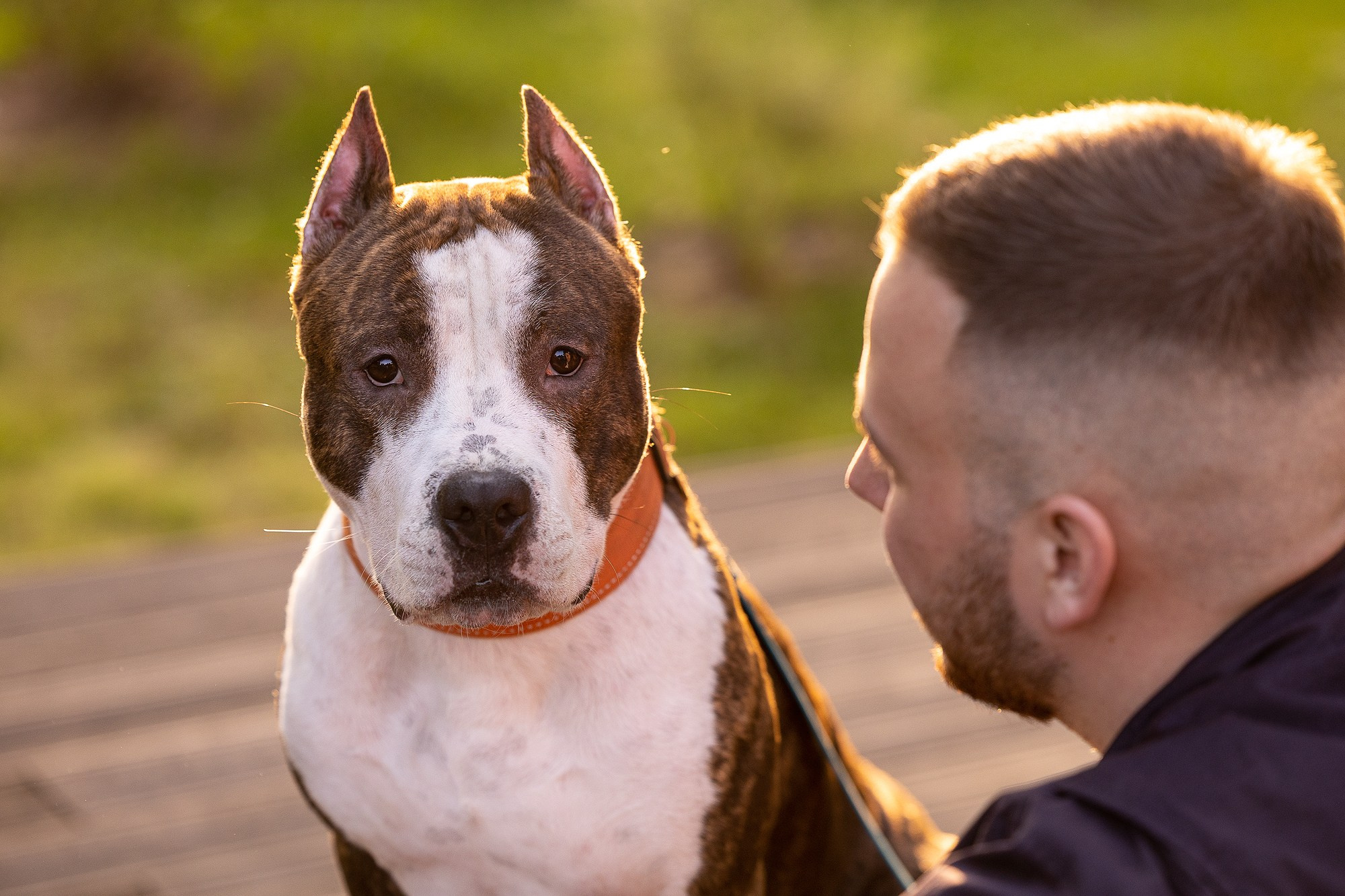 Амстафф Честер и его семья. Фотограф-анималист Natalia Deingel | Фотосъемка собак в Москве