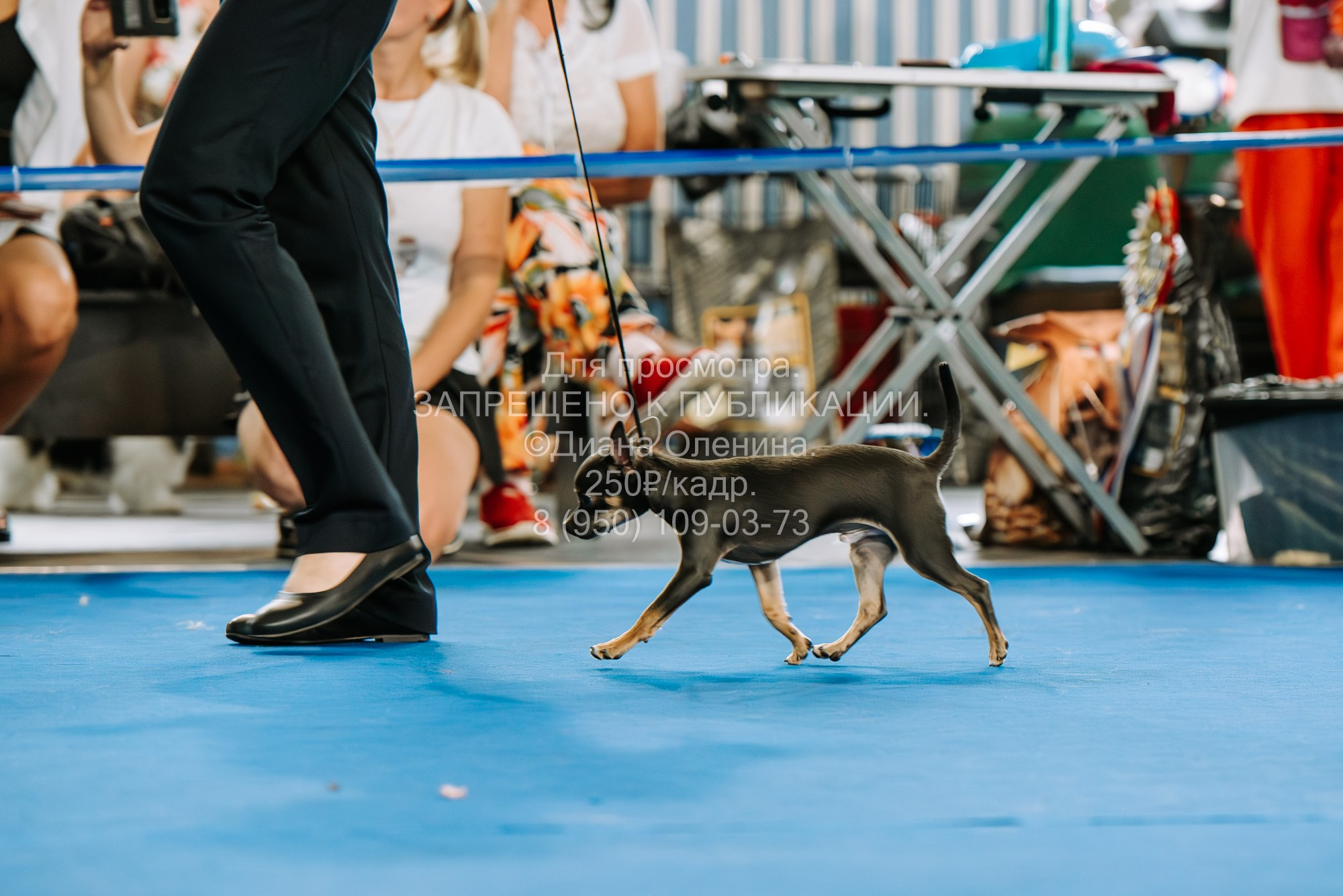 Национальная выставка собак всех пород ранга САС-IKU «Кубок Красноярск. Фотограф Диана Оленина Красноярск / Братск