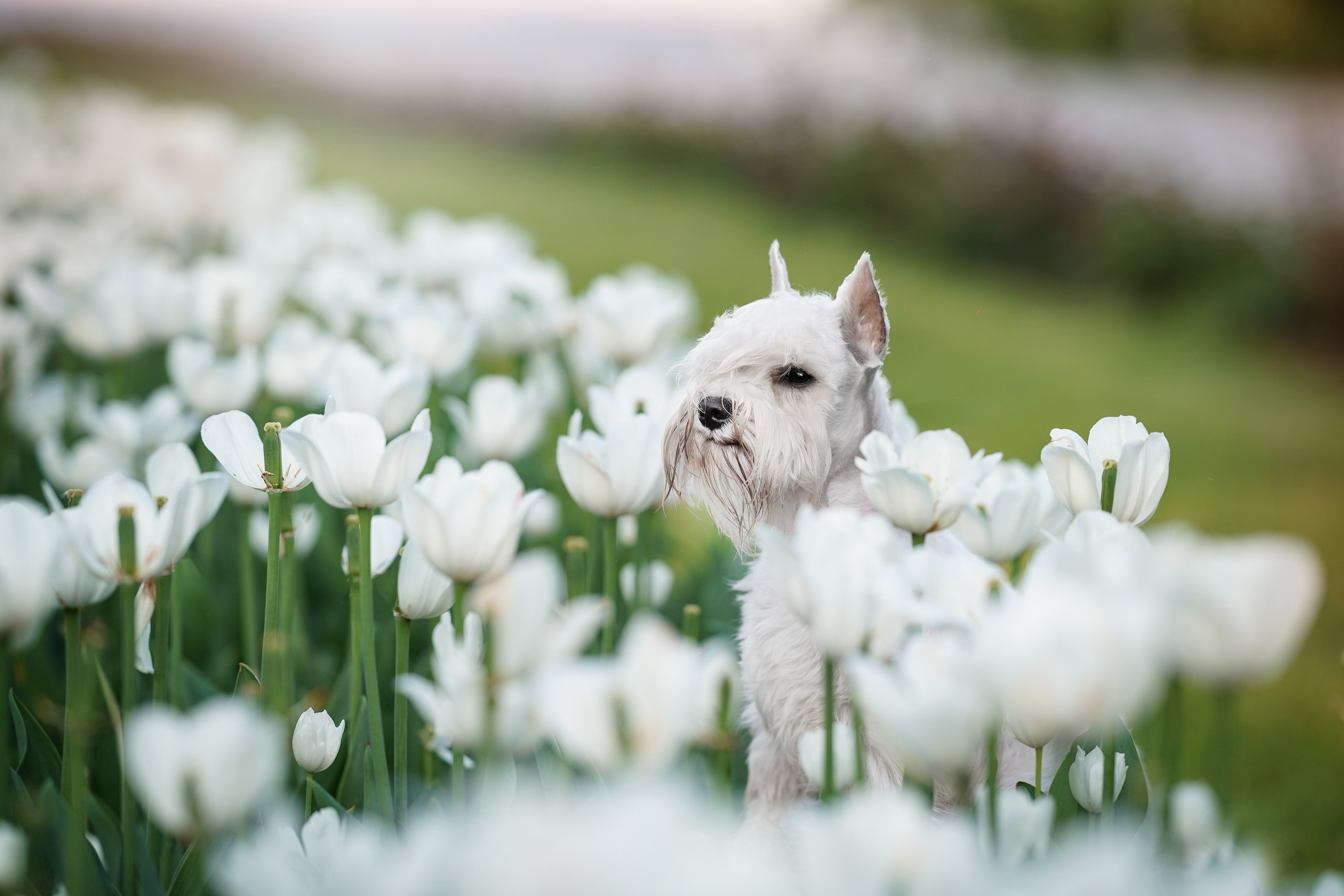 Оля и Доминик. Фотограф-анималист в Санкт-Петербурге Яна Мартынова