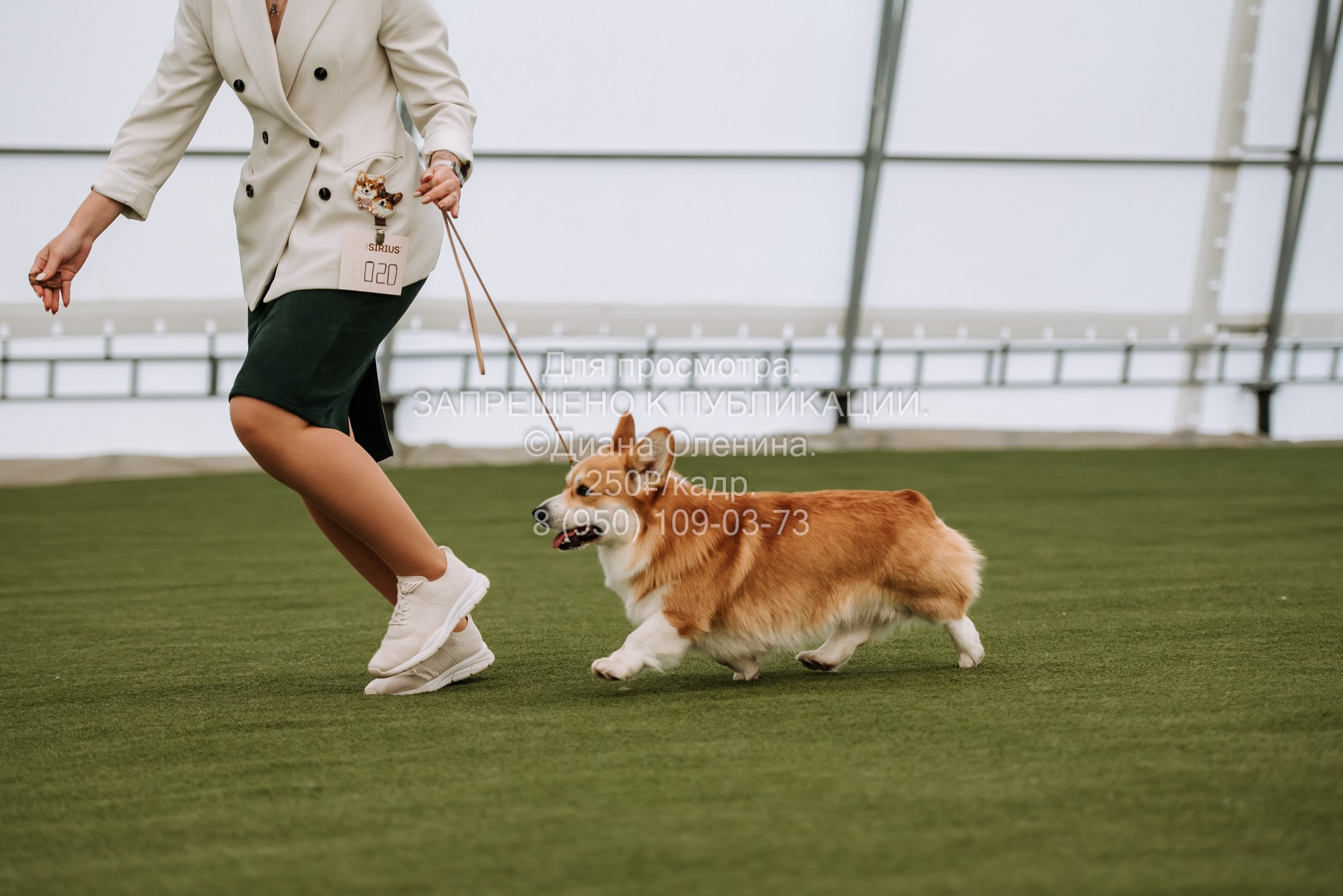 Выставка собак Красноярск 2.06. Фотограф Диана Оленина Красноярск / Братск