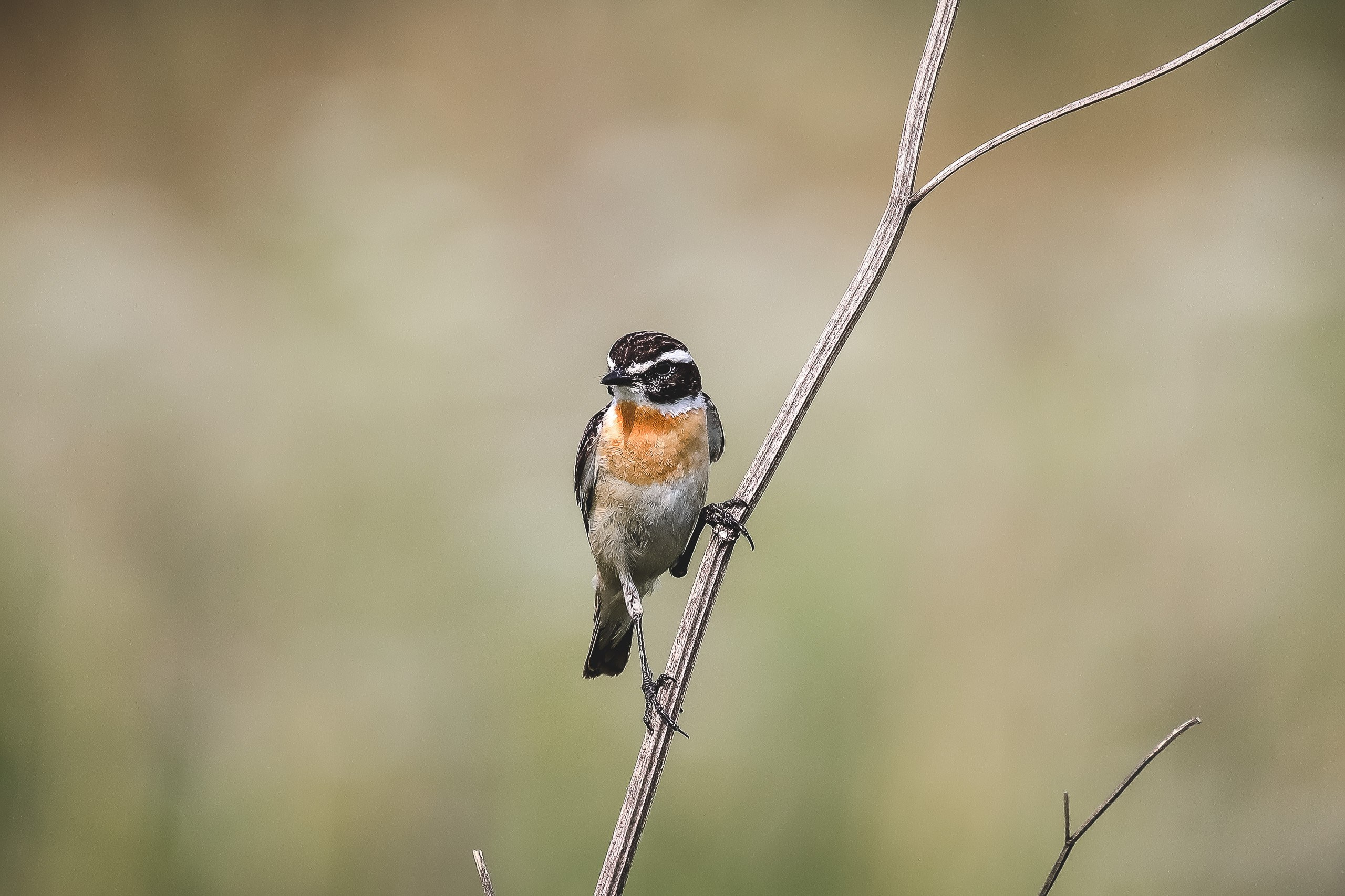 Луговой чекан