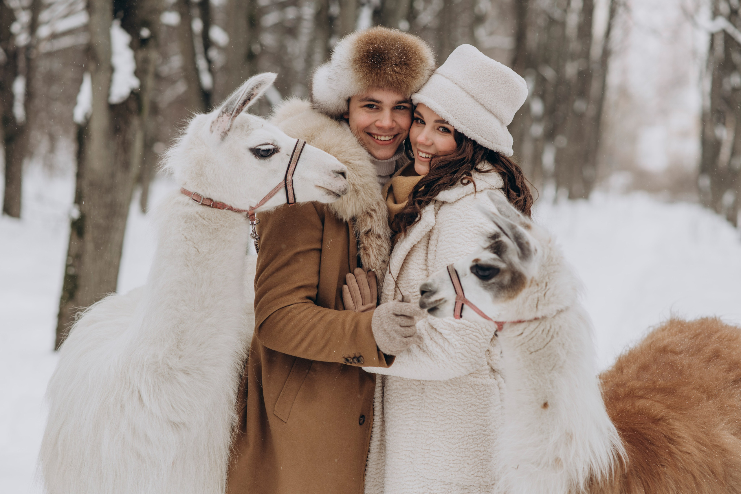 Зимняя фотосессия с Альпаками. Свадебный фотограф в Дмитрове