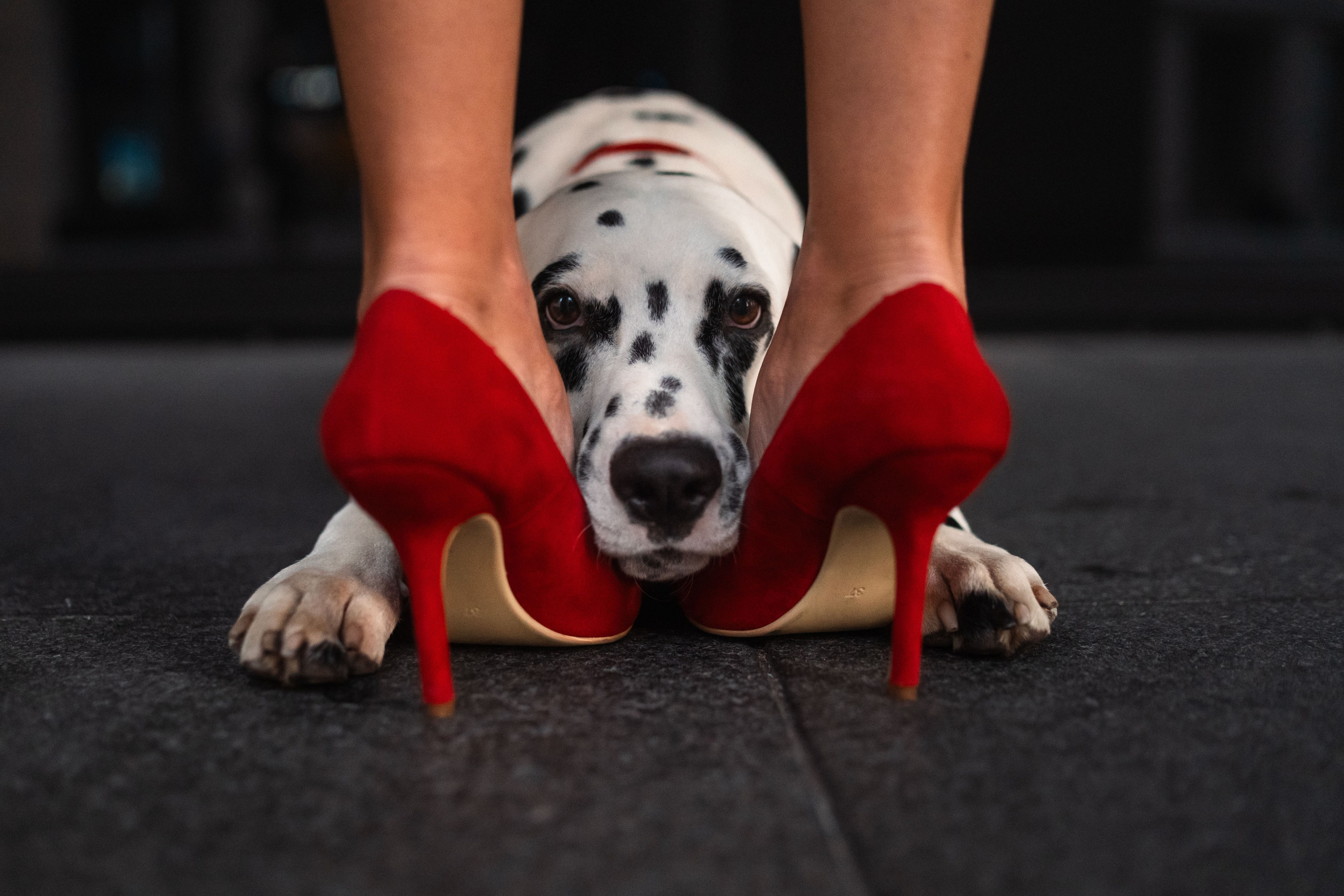 1 Далматин. Фотограф анималист