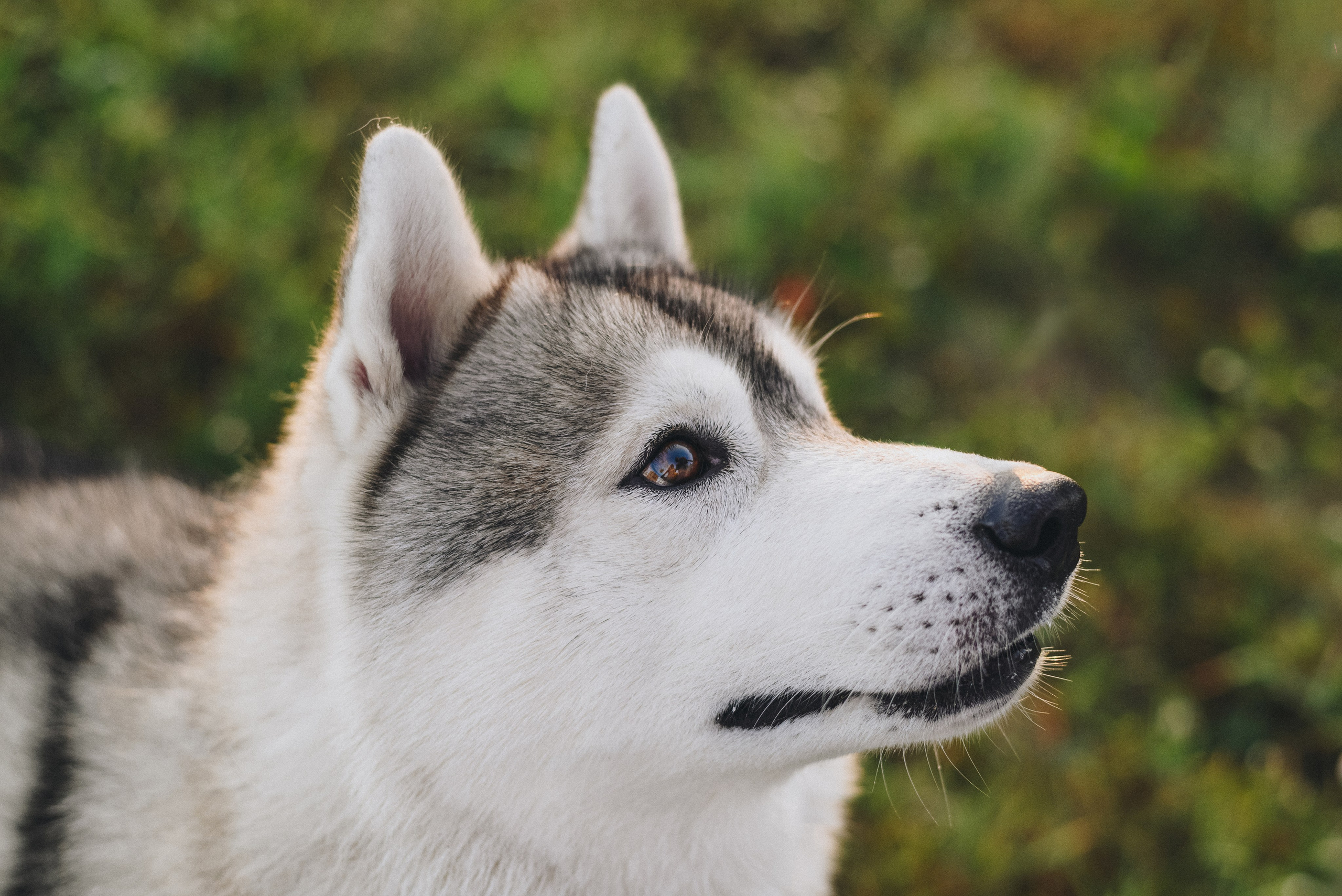 Ksenia & Archie. Natalia Finch Photography — Family, Kids & Pet Photographer in Chicago, IL