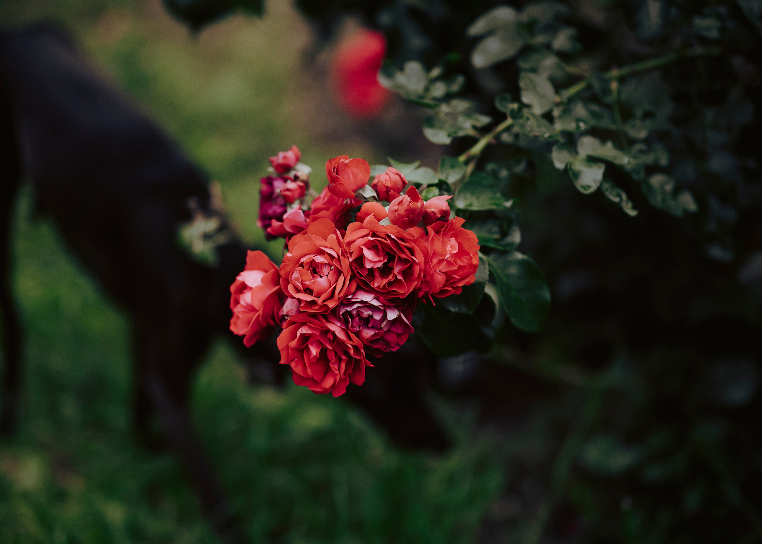 Дофи. Фотограф- анималист Александра Матвеева