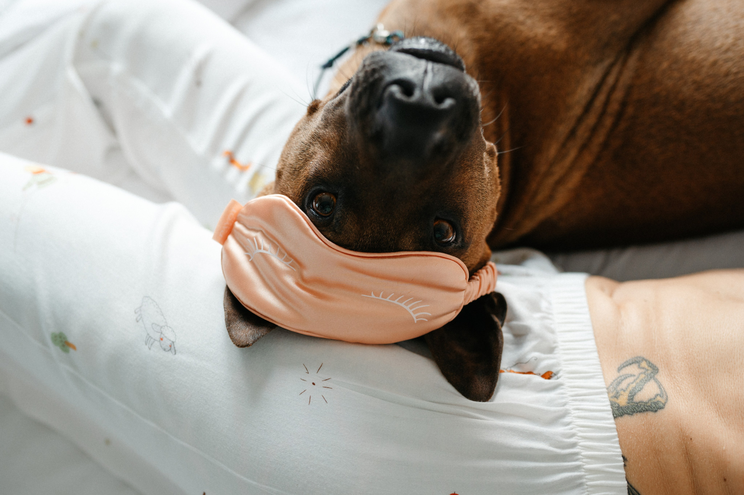 Оксана и Зевс. Фотограф анималист в Москве Ольга Агушева