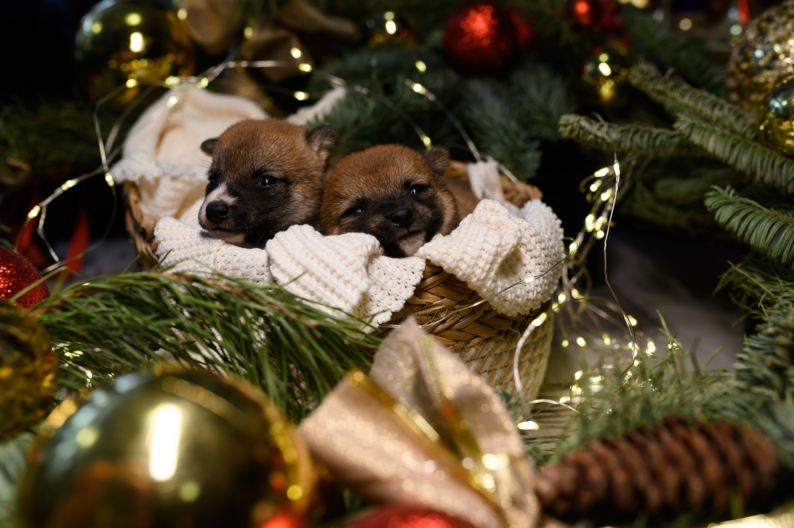 Мамесиба. Фотограф анималист в Москве Ольга Агушева