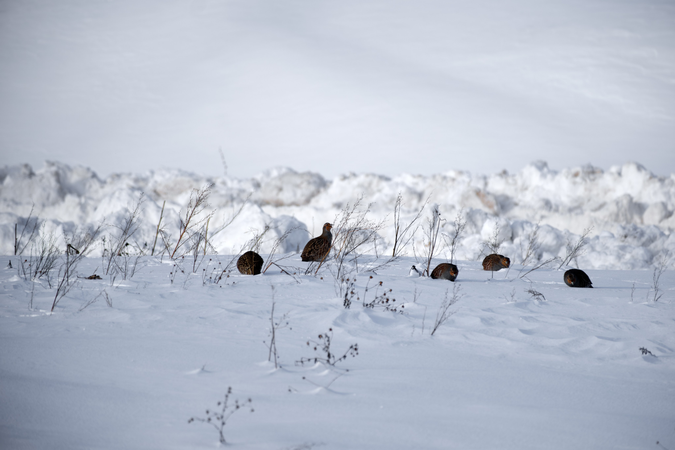 Кубок Kramar Motorsport 13.01.2024. Авто и мотоспорт — фотограф Антон Медведев iCoguar