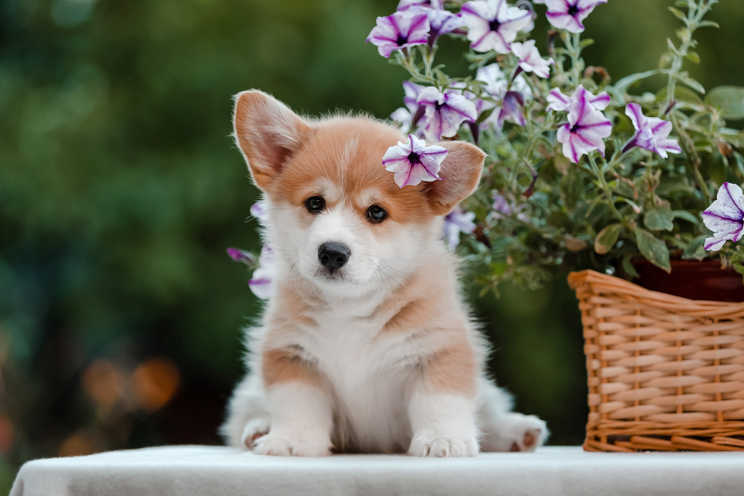 Щенки корги в корзинах и цветах. Фотограф-анималист в Краснодаре Маша Мельникова