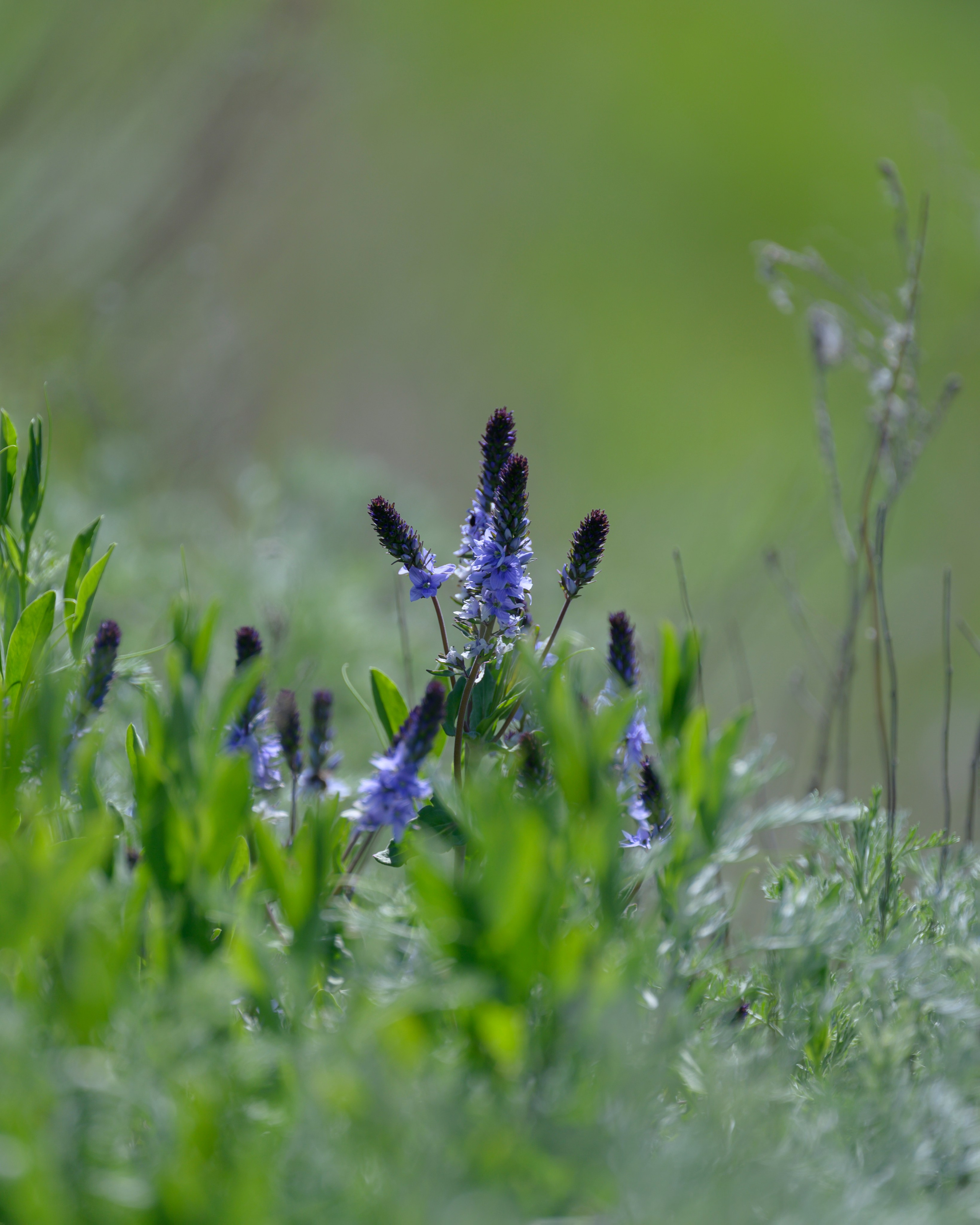 Оренбуржье. Портретный фотограф в Челябинске Катерина Руди