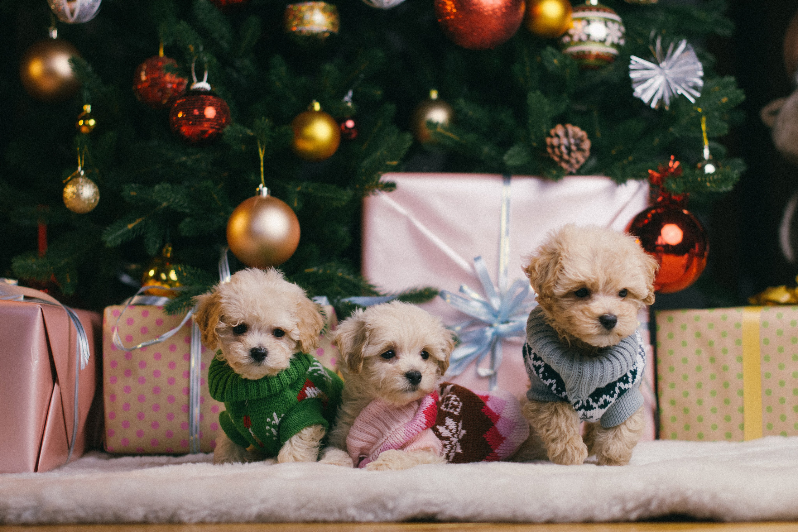 Той-пудели новогодняя фотосессия. Фотограф собак, анималист в Москве Кира Яковлева